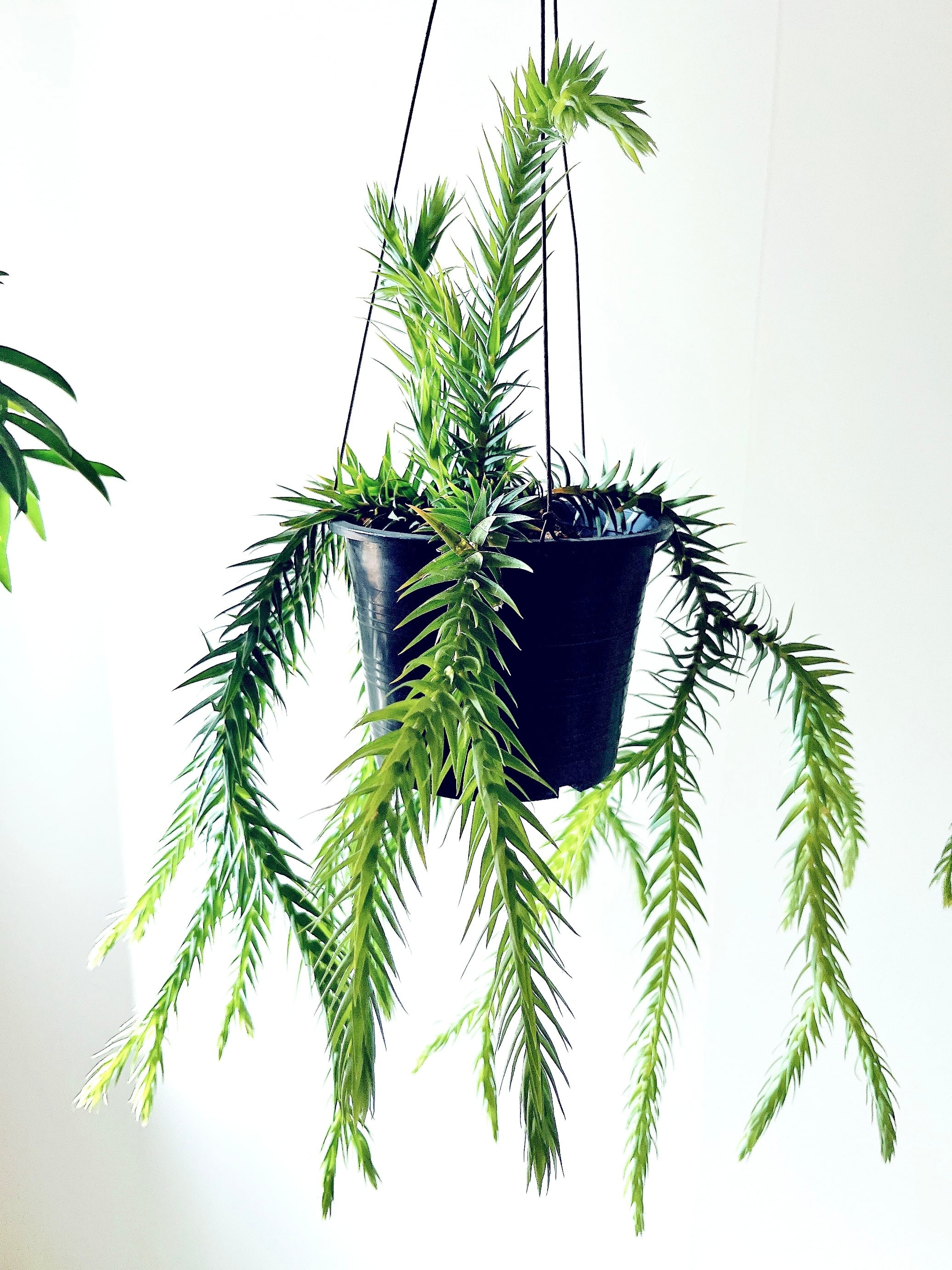 フペルジア ゴエベリー 青みがかったシルバーリーフ 観葉植物 室内 吊り下げ フペルジア ゴエベリー 青みがかったシルバーリーフ 観葉植物 室内