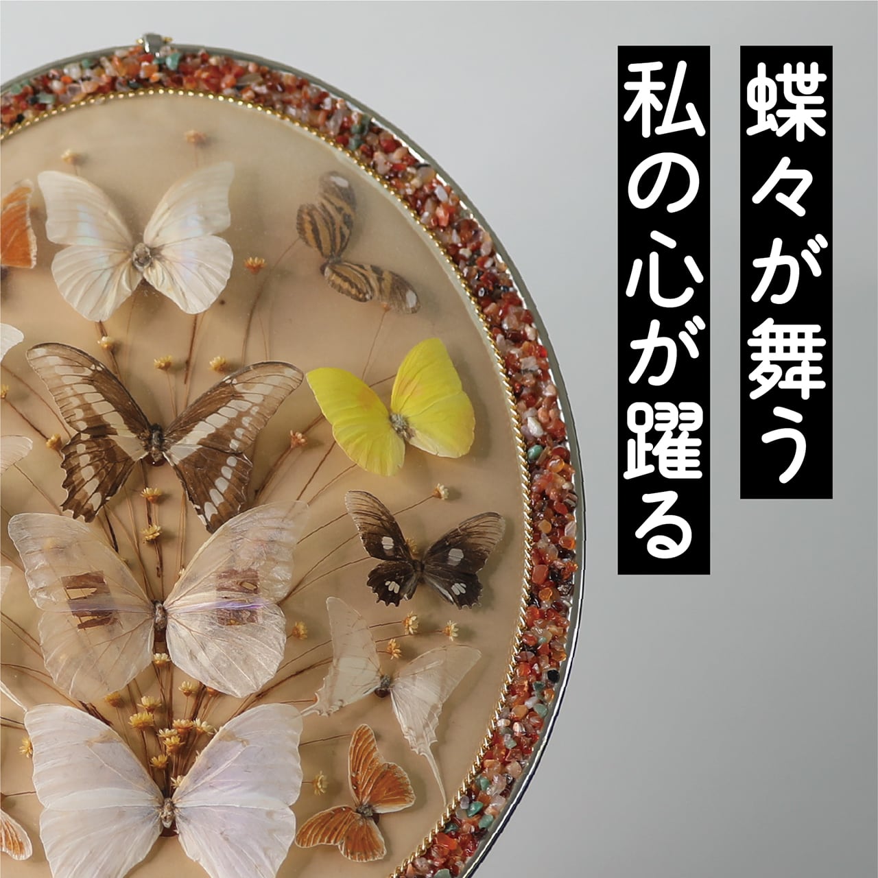 いつも心に蝶々を