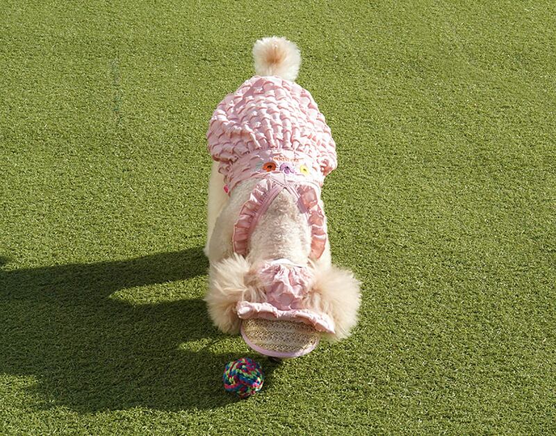 popcorn pumpkin dress set S ~ XL 2color  /  犬服 春夏 新作 ドッグウェア ワンピース 麦わら帽子 お揃い 可愛い 犬の服 おしゃれ top140
