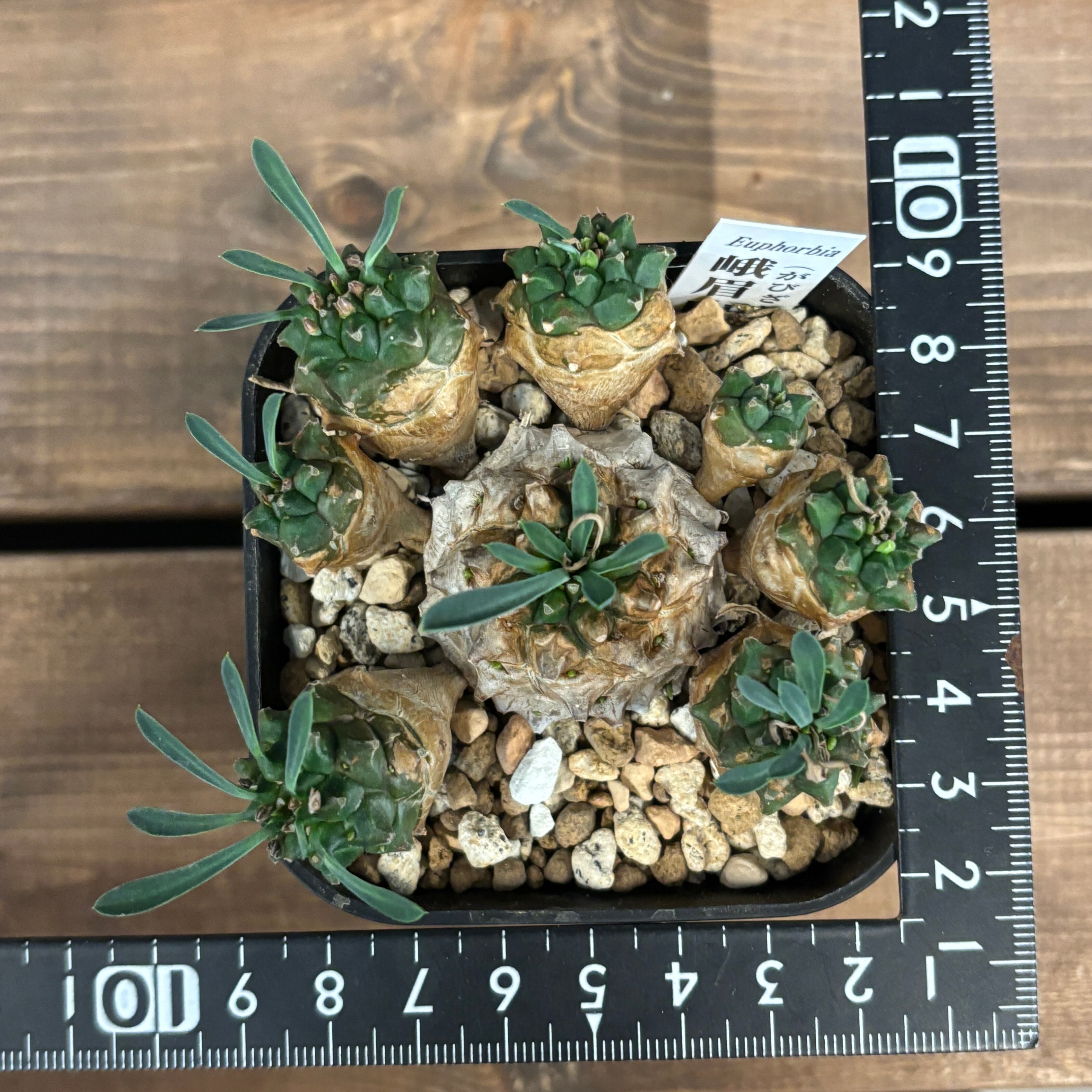 ユーフォルビア 峨眉山【271】 | PROTOLEAF プロトリーフ