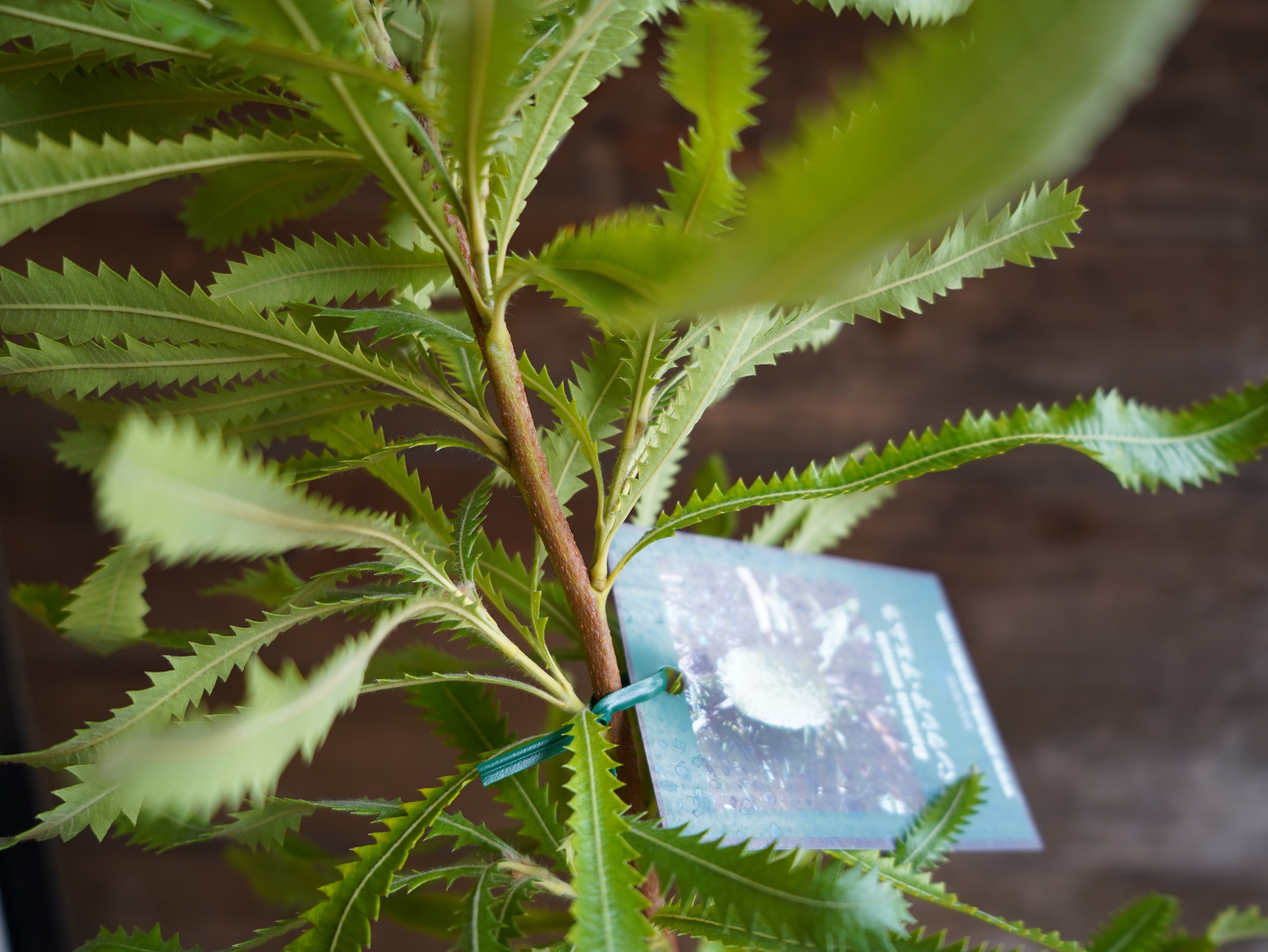 【現物】バンクシア　”アエムラ”　A