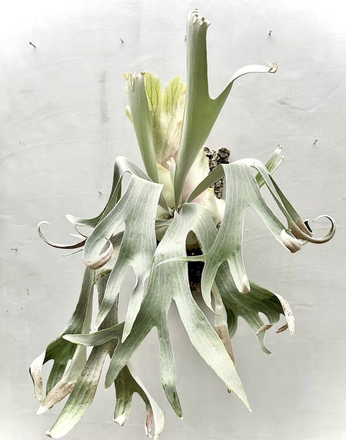 a) P. willinckii 'Elves' ビカクシダ ウィリンキー 'エルベス