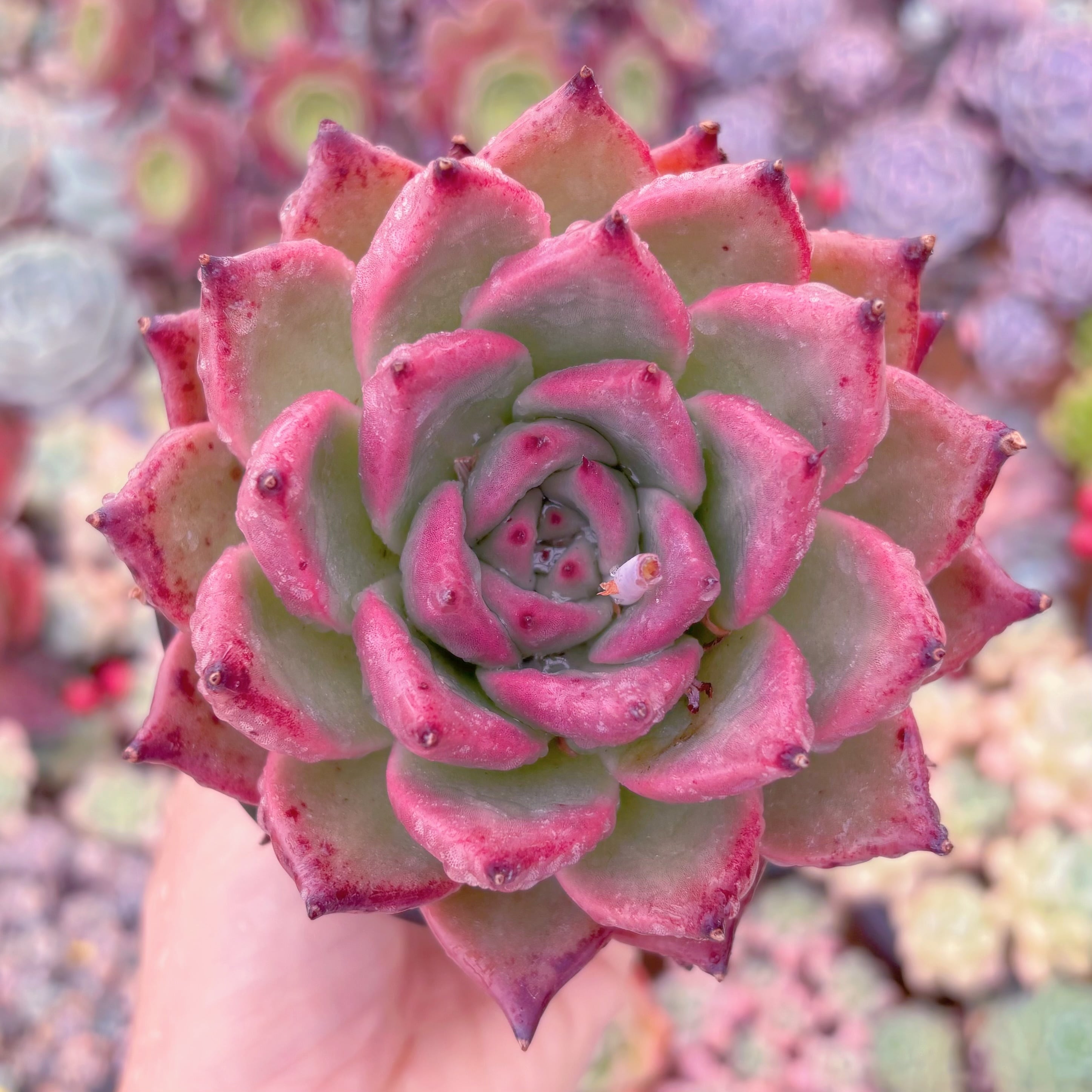 現品　ロメオxマリア#609　大苗　るる農園