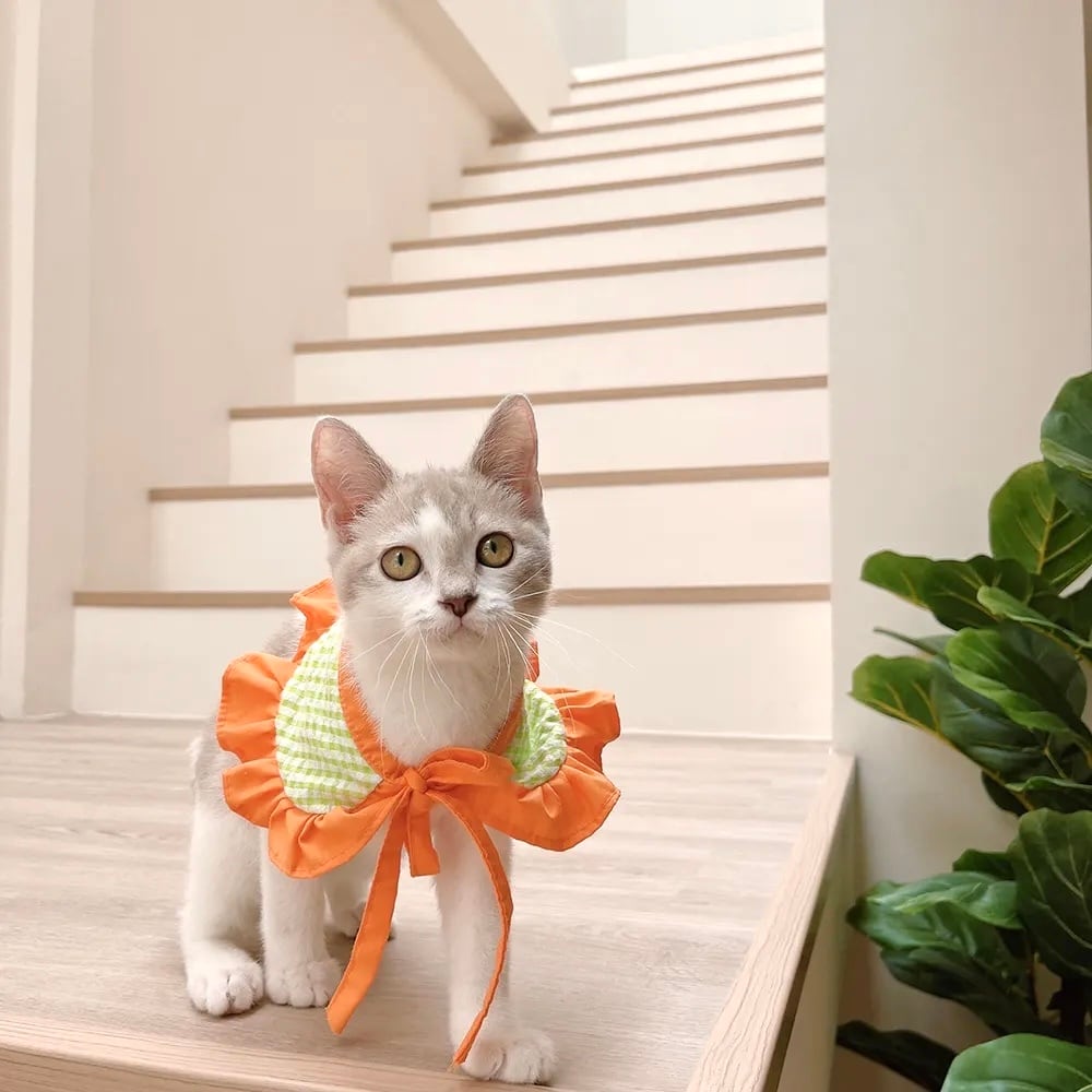 Sweetie Gingham – Pet Collar〈XS〉