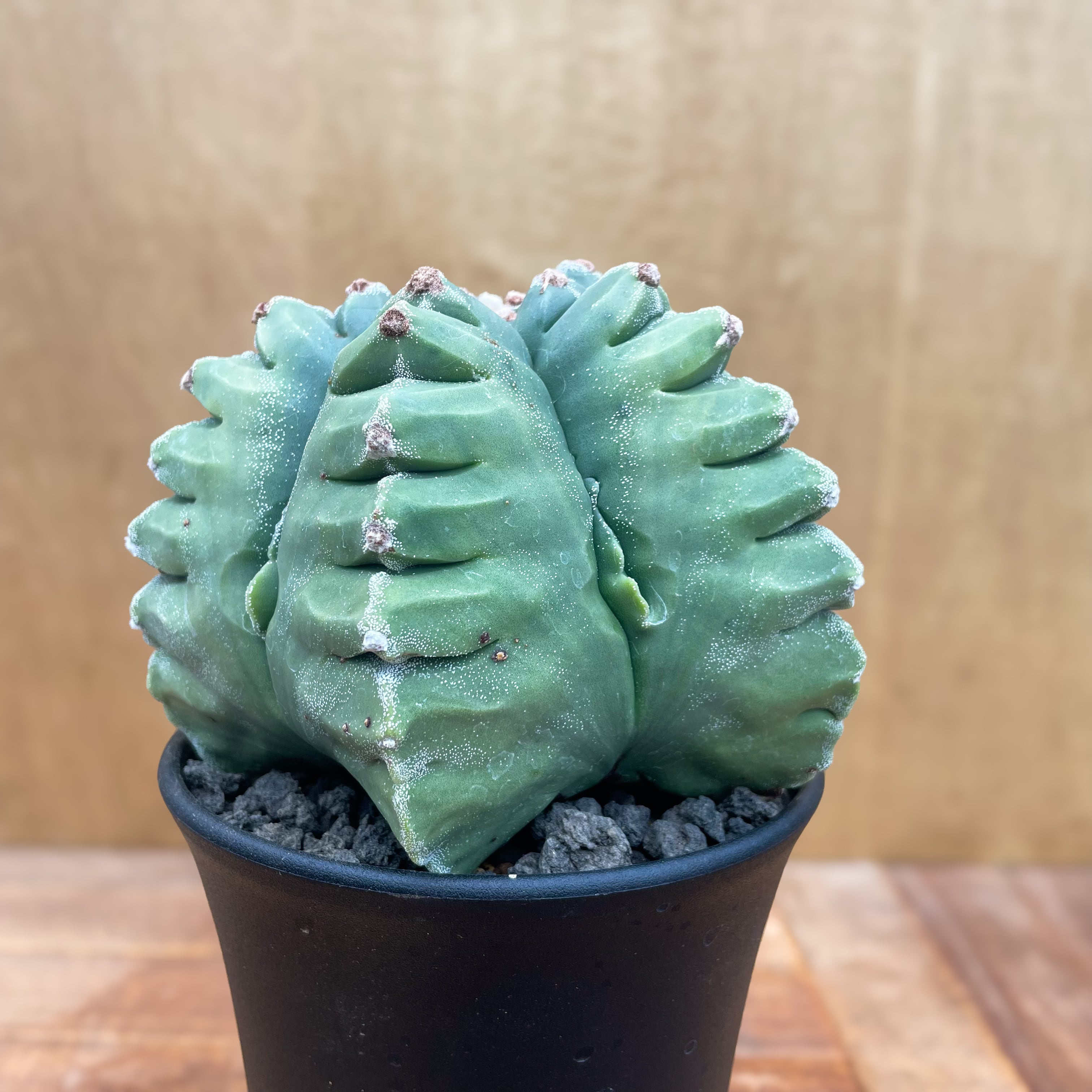 Astrophytum【アストロフィツム・亀甲ストロンギロゴナム Astrophytum【アストロフィツム・亀甲ストロンギロゴナム