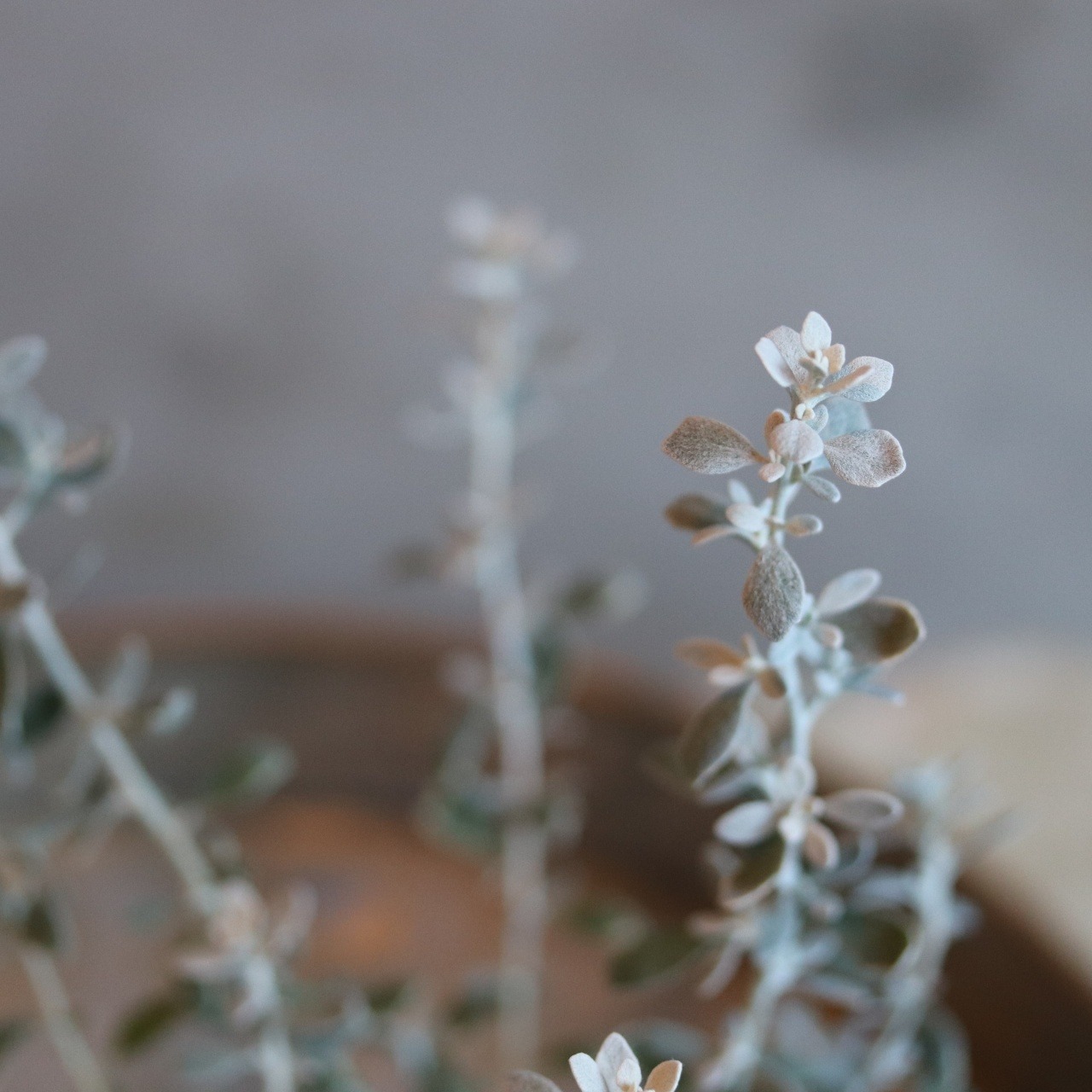 オレアリア　リトルスモーキー　シルバーリーフ　寄せ植えにオススメ　