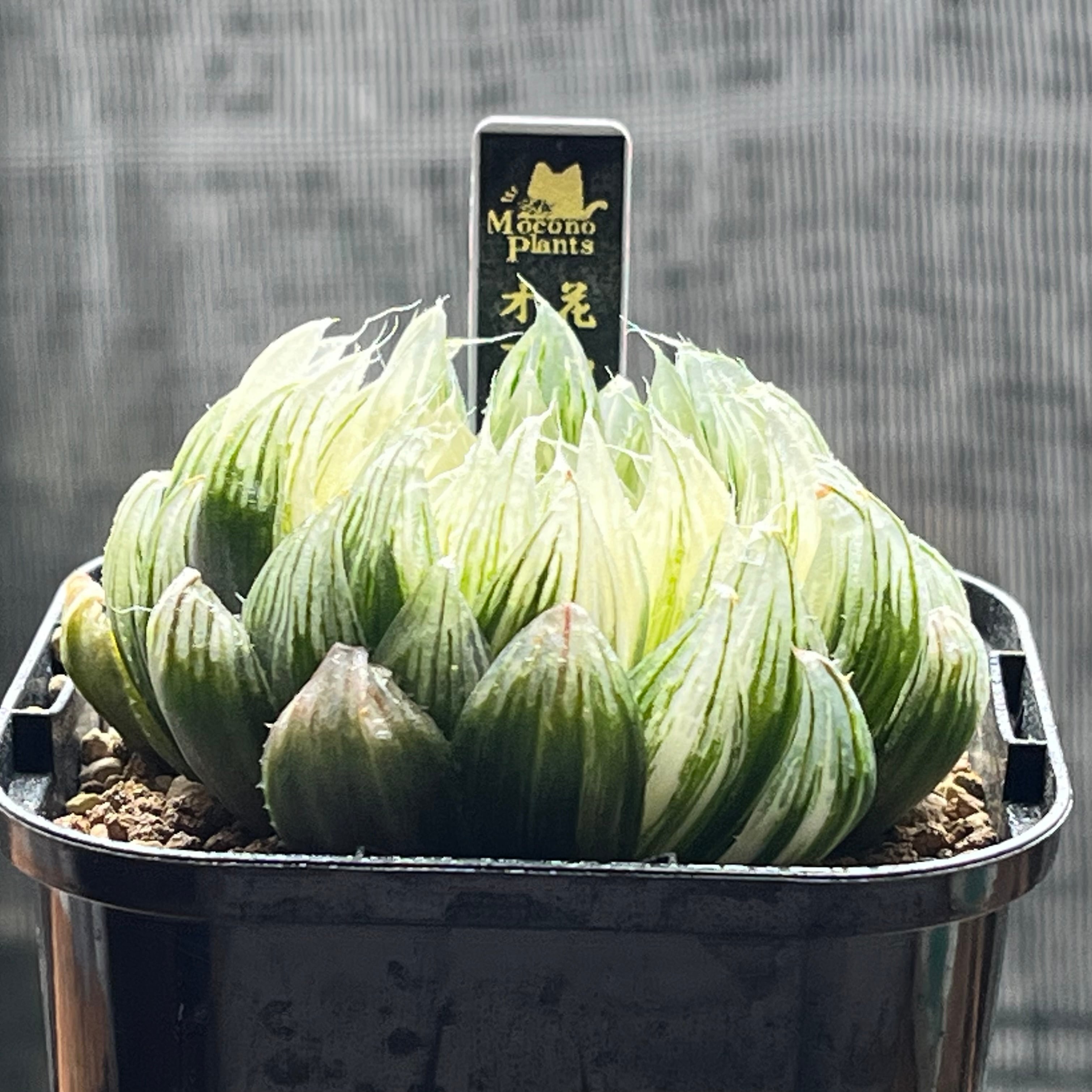 ハオルチア　オブツーサ錦　花胡蝶　親株　極上株 ハオルチア 花胡蝶 オブツーサ錦 | mocono_plants