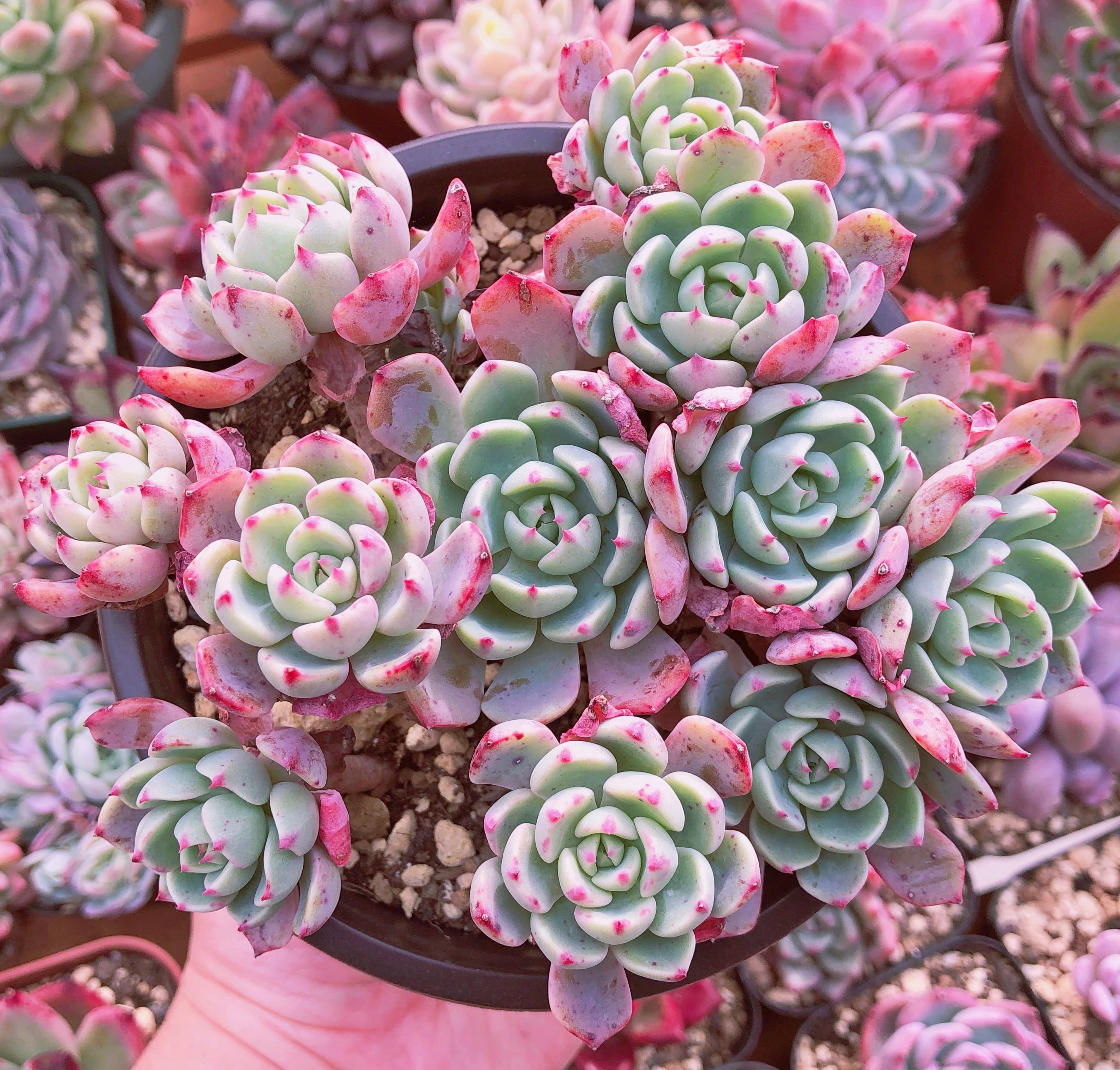 多肉植物 nanafukumini 大群生 抜き苗 | るる農園~多肉植物専門