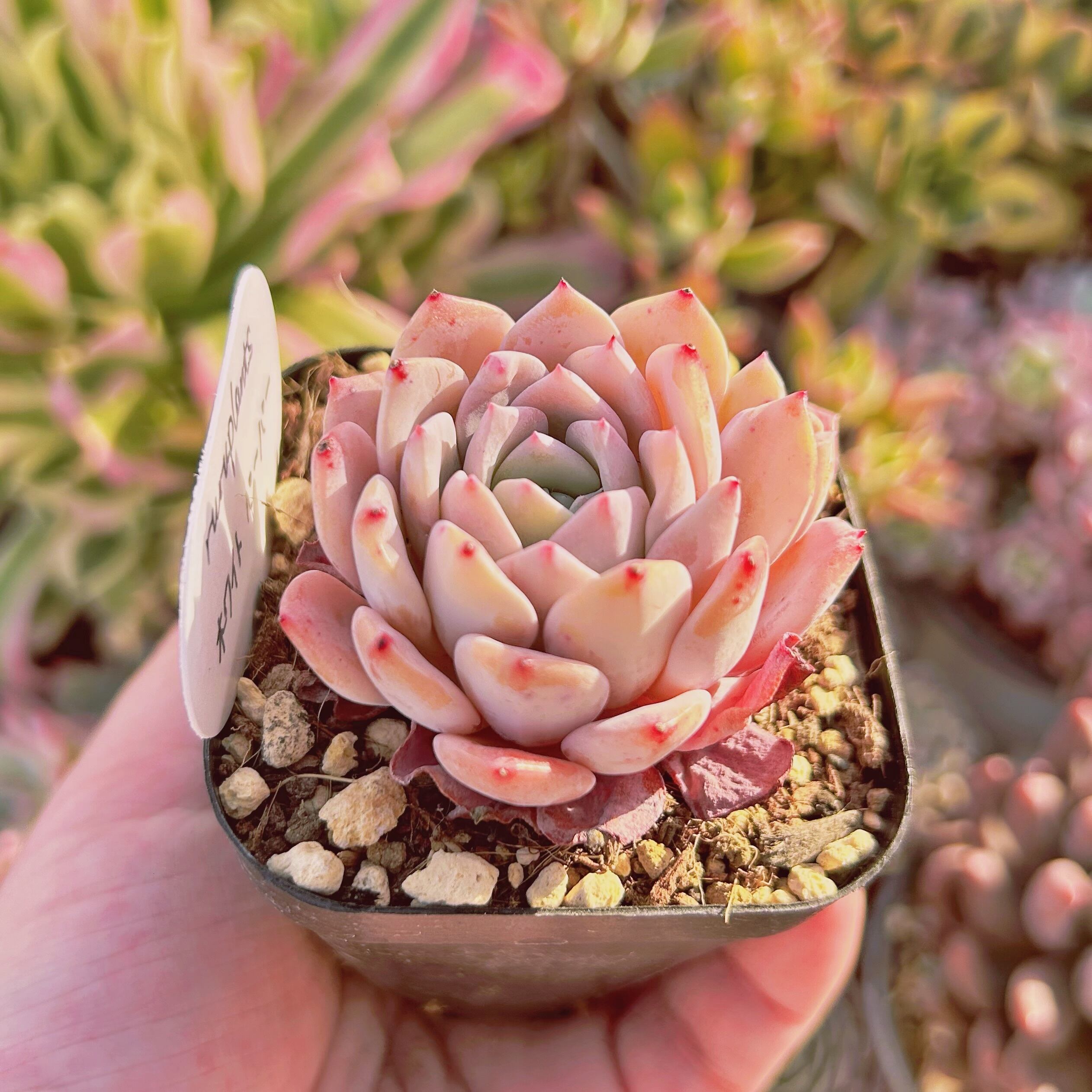 現物 多肉植物 Echeveria 新品種 ホワイトペーパー | るる農園 現物 多肉植物 Echeveria 新品種 ホワイトペーパー | るる農園