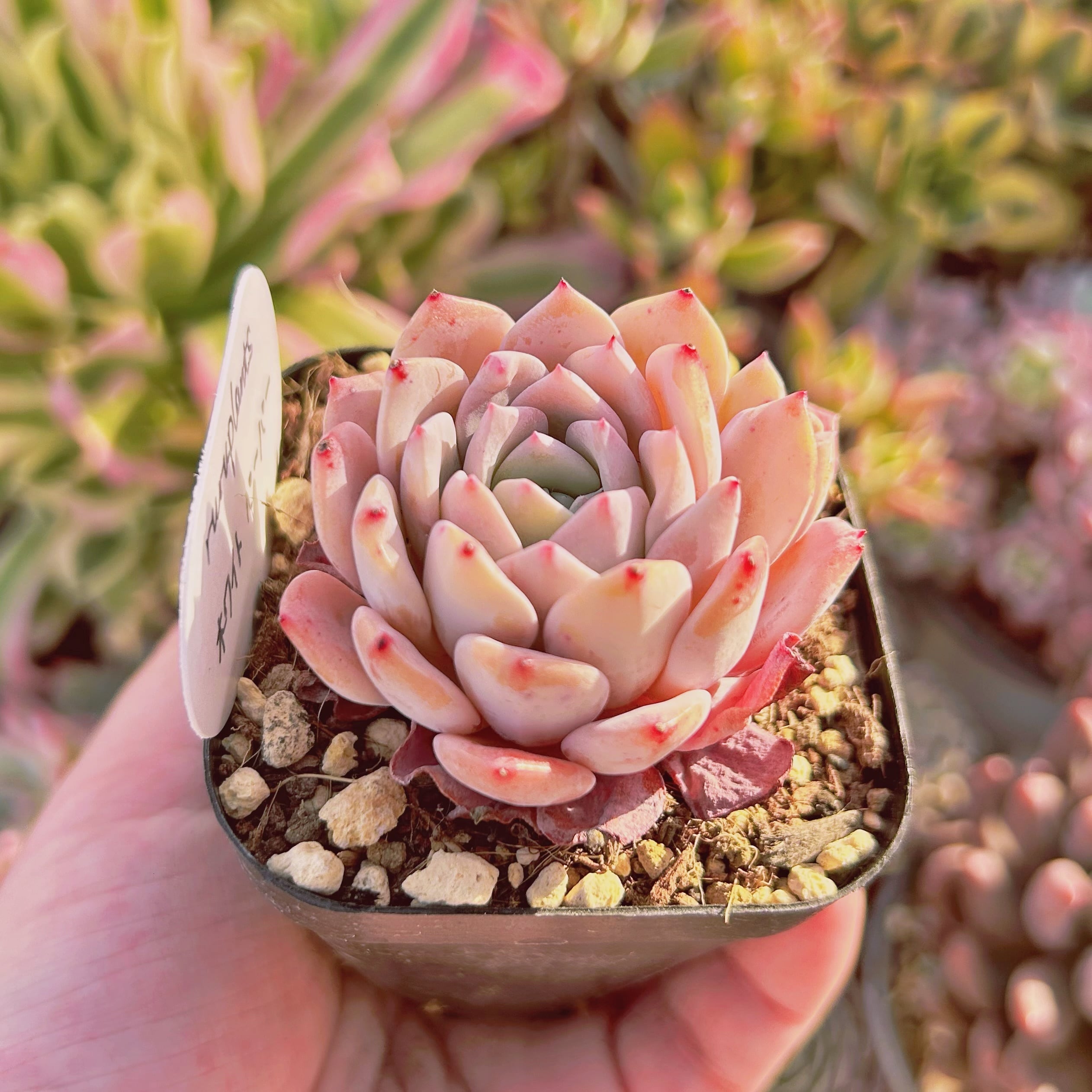 現物　多肉植物  Echeveria  新品種　ホワイトペーパー