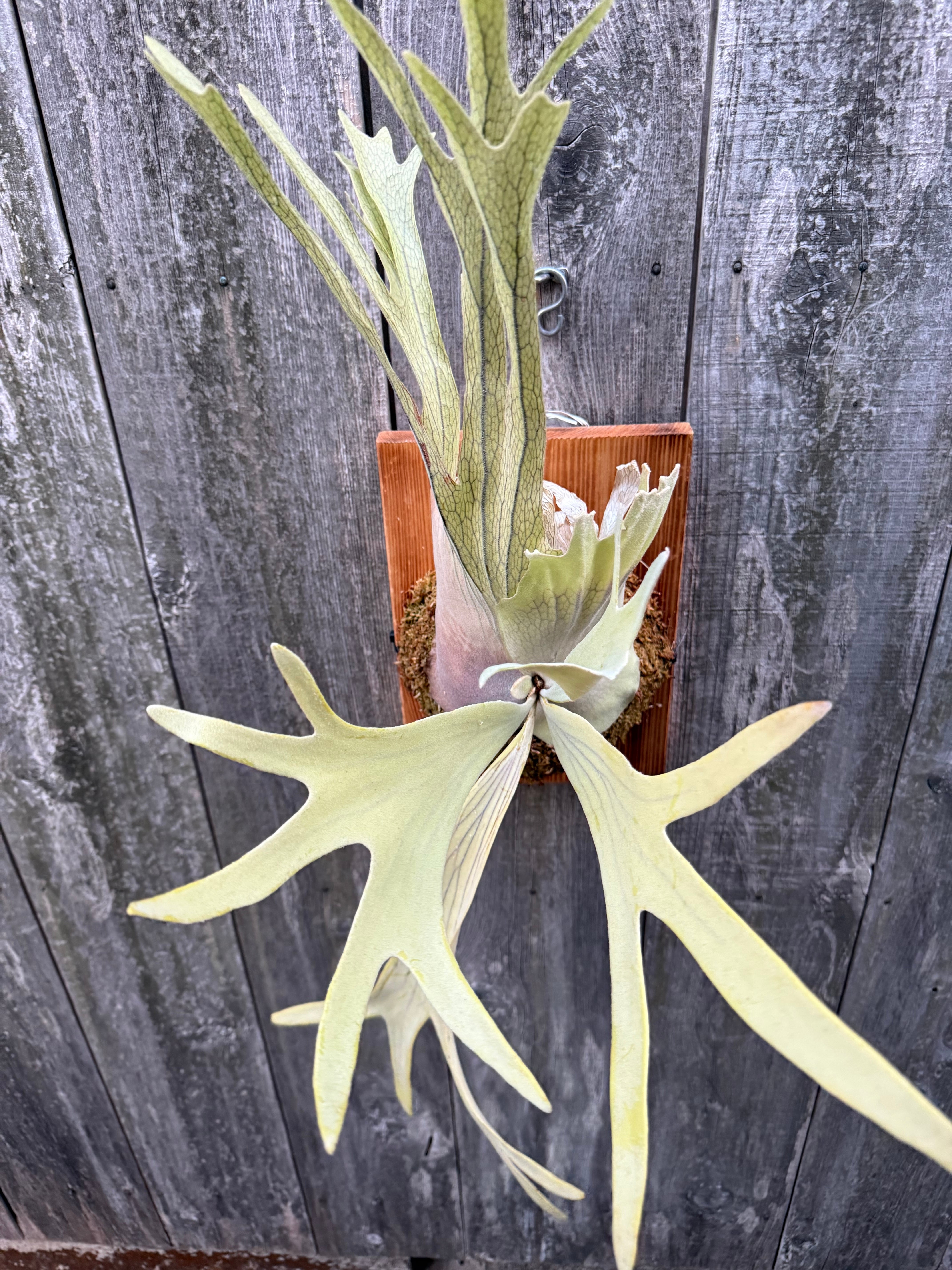 P. willinckii cv. Sailor Versus, P. willinckii cv. Sri Peuak , P