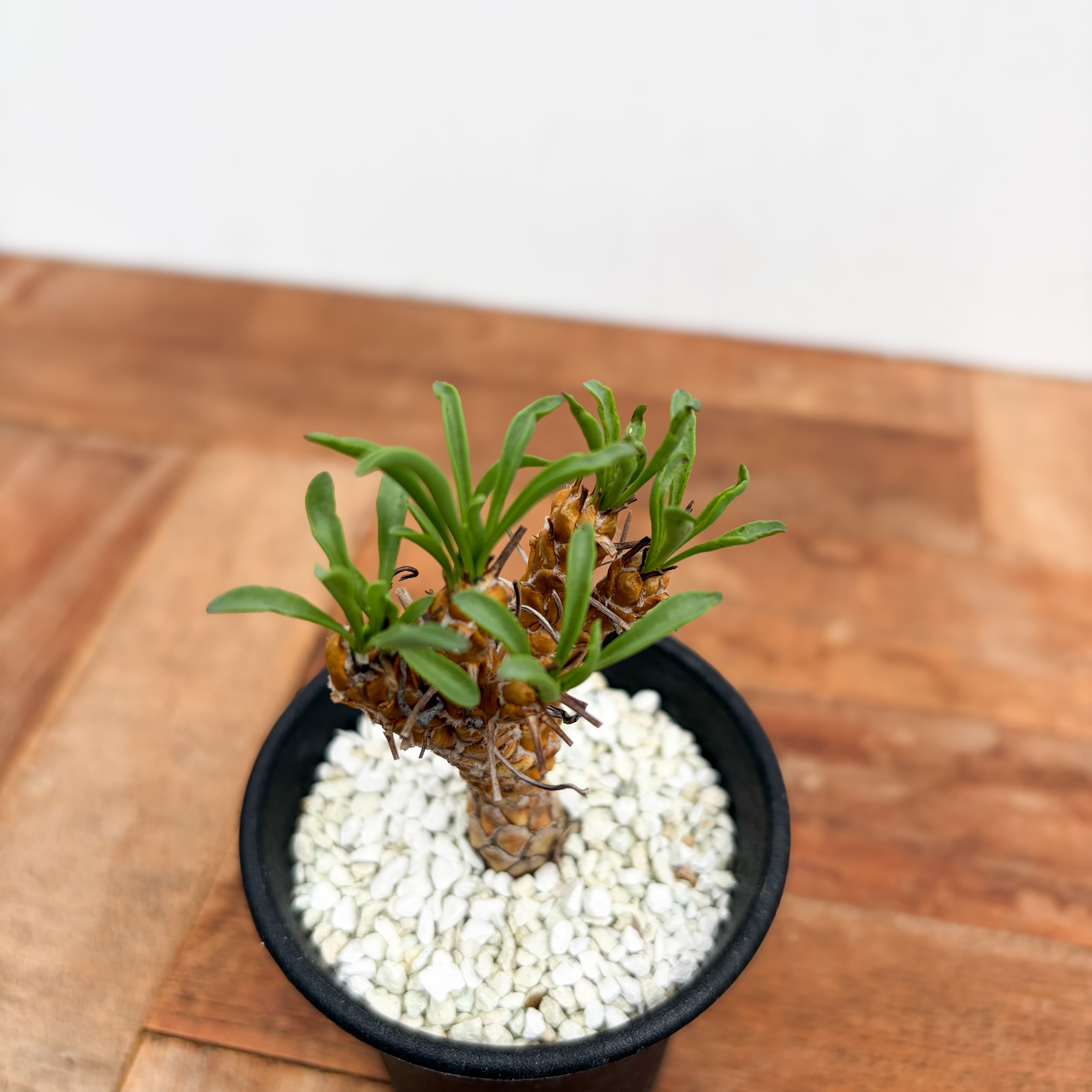 美株 オトンナ レピドカウリス ③ Othonna lepidocaulis【オトンナ・レピドカウリス】 | RIMO'S GREEN