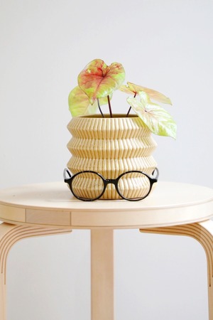 【S】カラジウム フラッシュ/Caladium