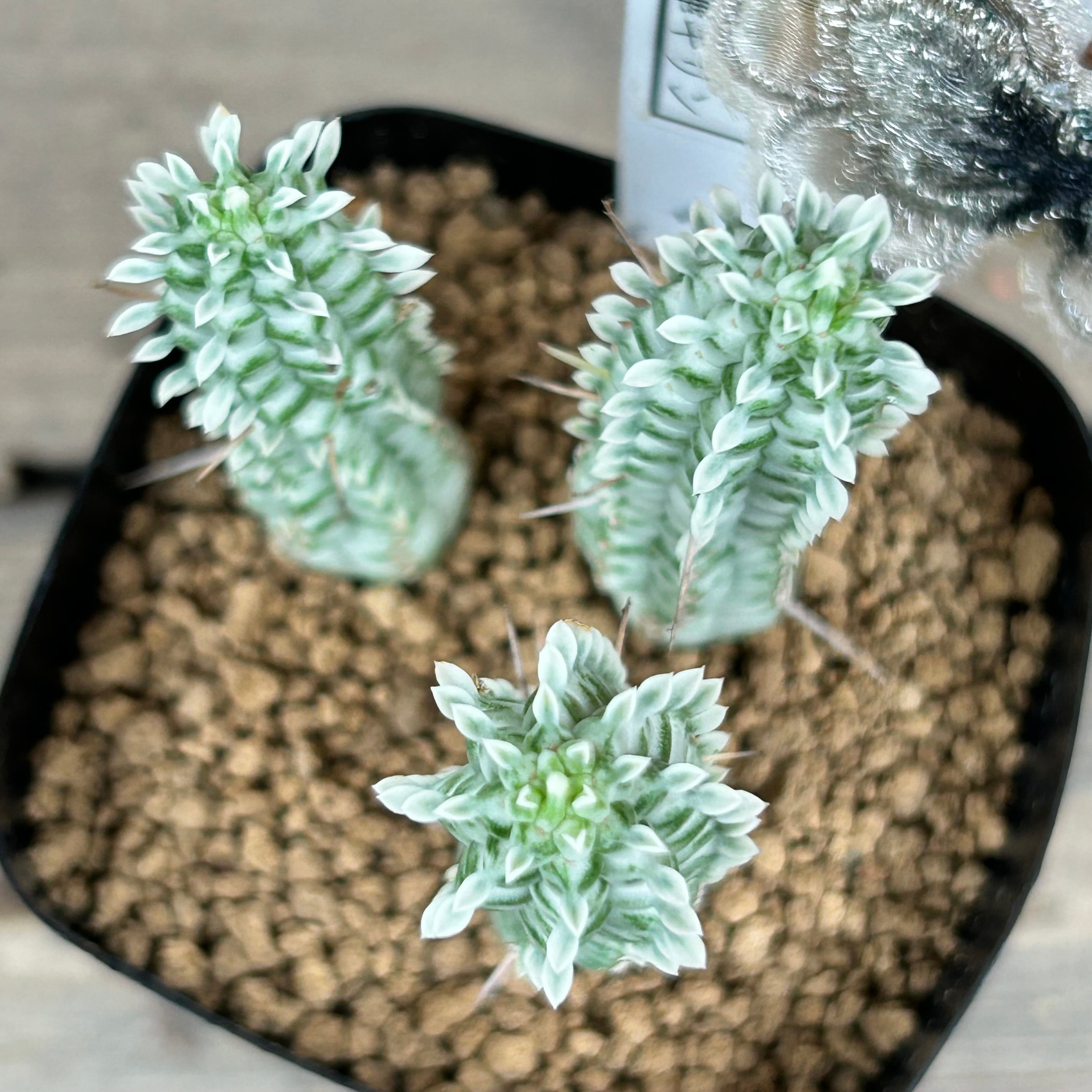 Hiromi様確認用キリン多肉植物 T)白樺キリン | RuPo 多肉植物専門店