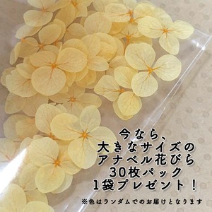 レジン加工 スタータキット Uv Led Resin さらさらhard アナベル花びら付き 自然素材こわけ専門店 あじさいや