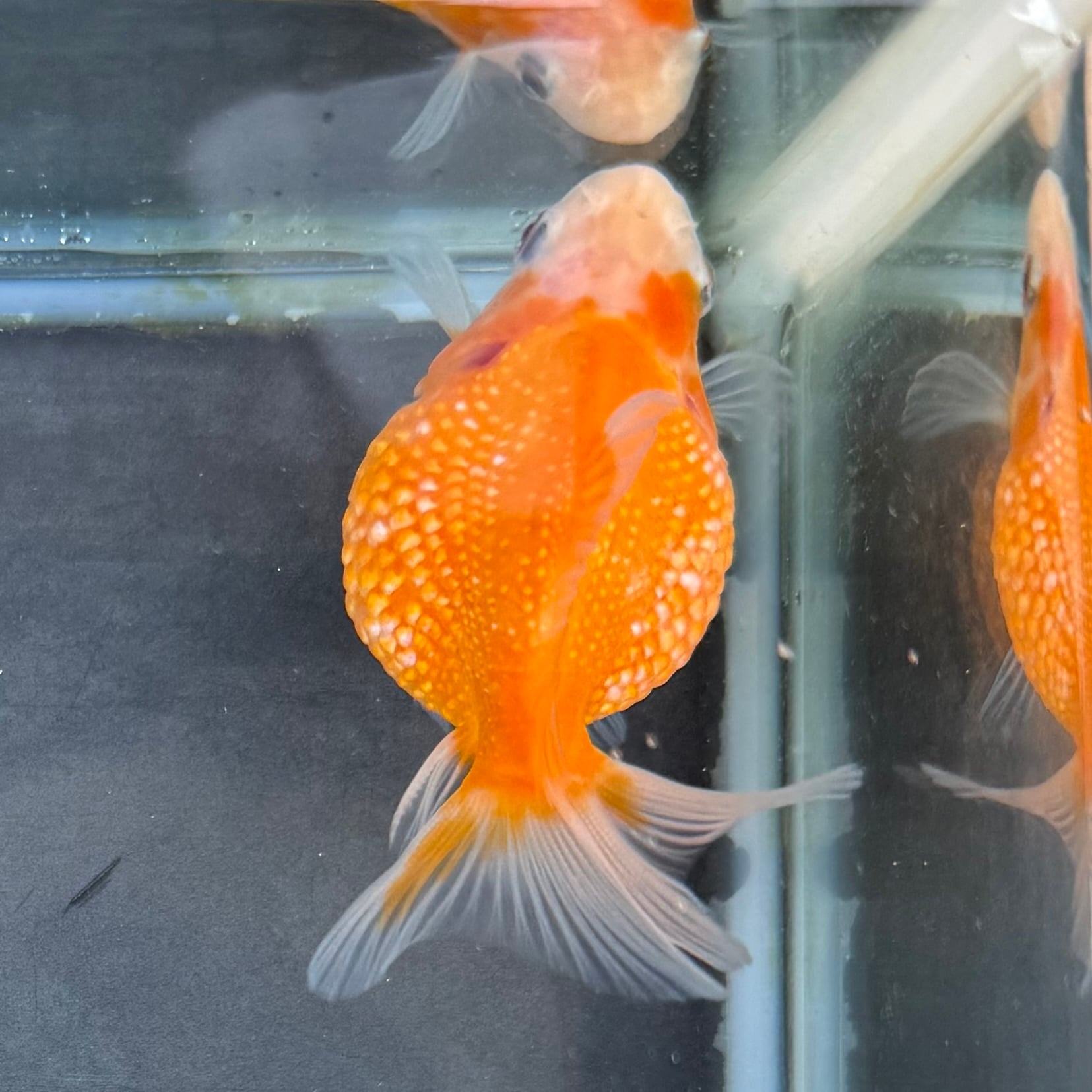 国産 金魚】ピンポンパール （5~6cm前後/さらさ柄/SAKURAさらさ2025