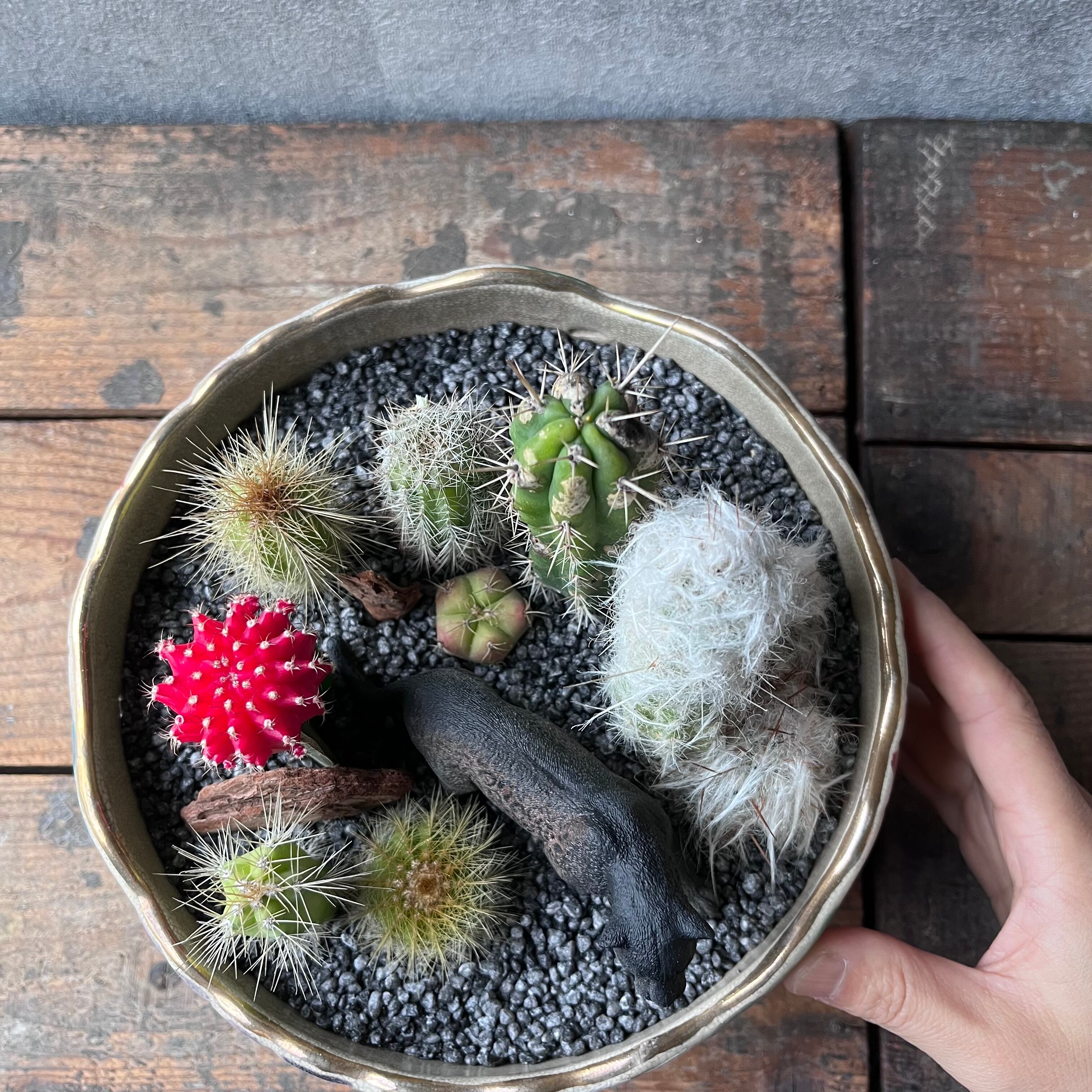 Black pantherブラックパンサー | SABOTEN MISSILE