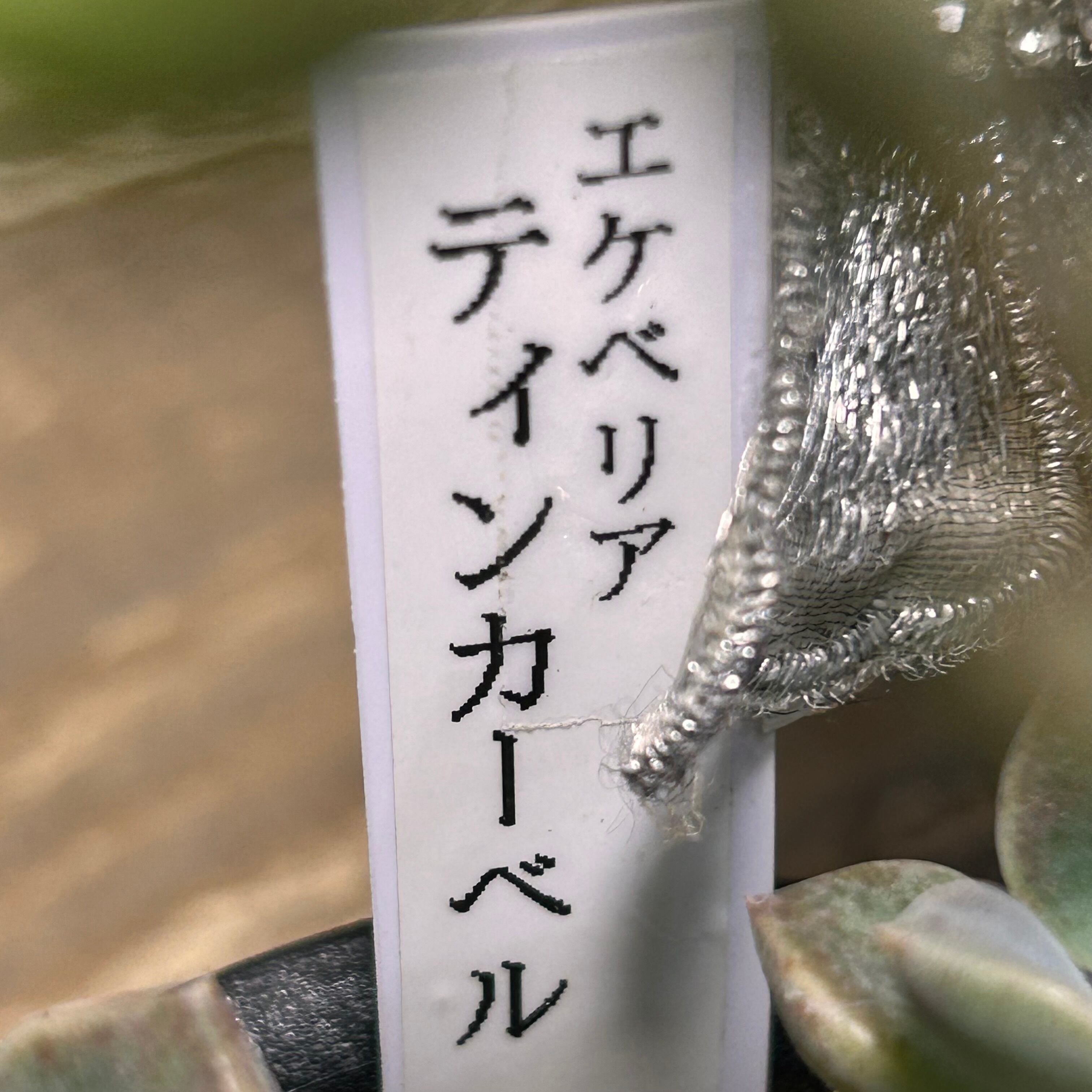 ティンカーベル | RuPo 多肉植物専門店