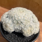 Mammillaria plumosa 【マミラリア・大型白星】