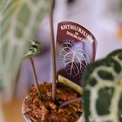【正規】Anthurium 'Michelle' by DOC BLOCK⑬ / アンスリウム・ミシェル│観葉植物