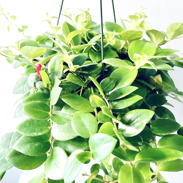 水やりも、見た目も、スマートに。エスキナンサス・テレッサ｜水ラクポット仕立て（5号）