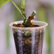 Monstera adansonii Mottled│モンステラ アダンソニー ミント│観葉植物