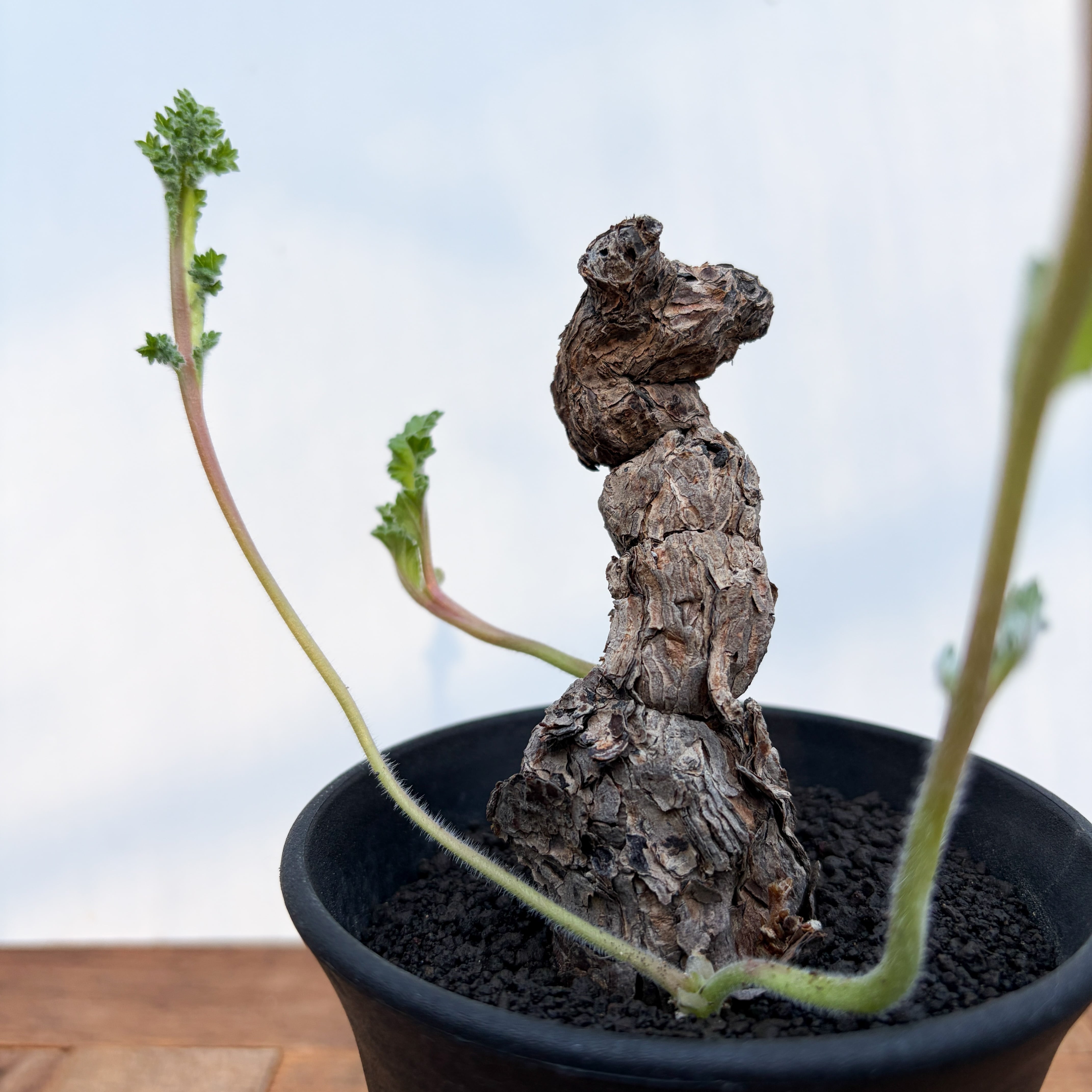 Pelargonium Lobatum【ペラルゴニウム・ロバツム】 | RIMO'S GREEN