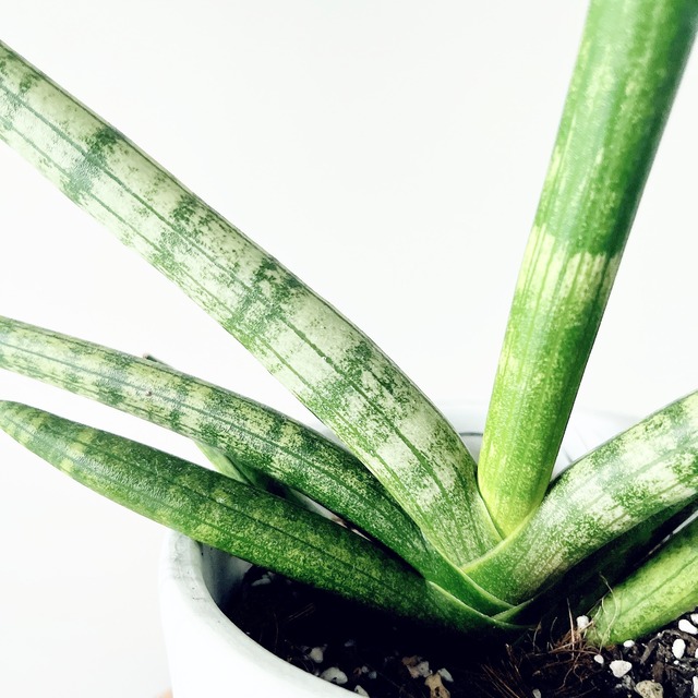 サンスベリア ボンセレンシス 大理石風 陶器鉢仕立て calm cafe