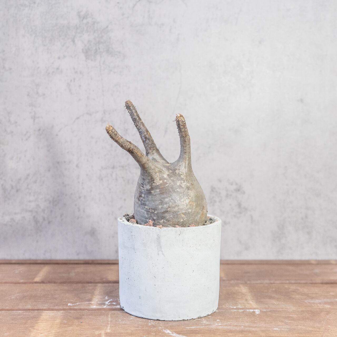 パキポディウム・グラキリス 胴回り26cmの塊根美 インテリアにも映える特別な株【モルタル鉢】