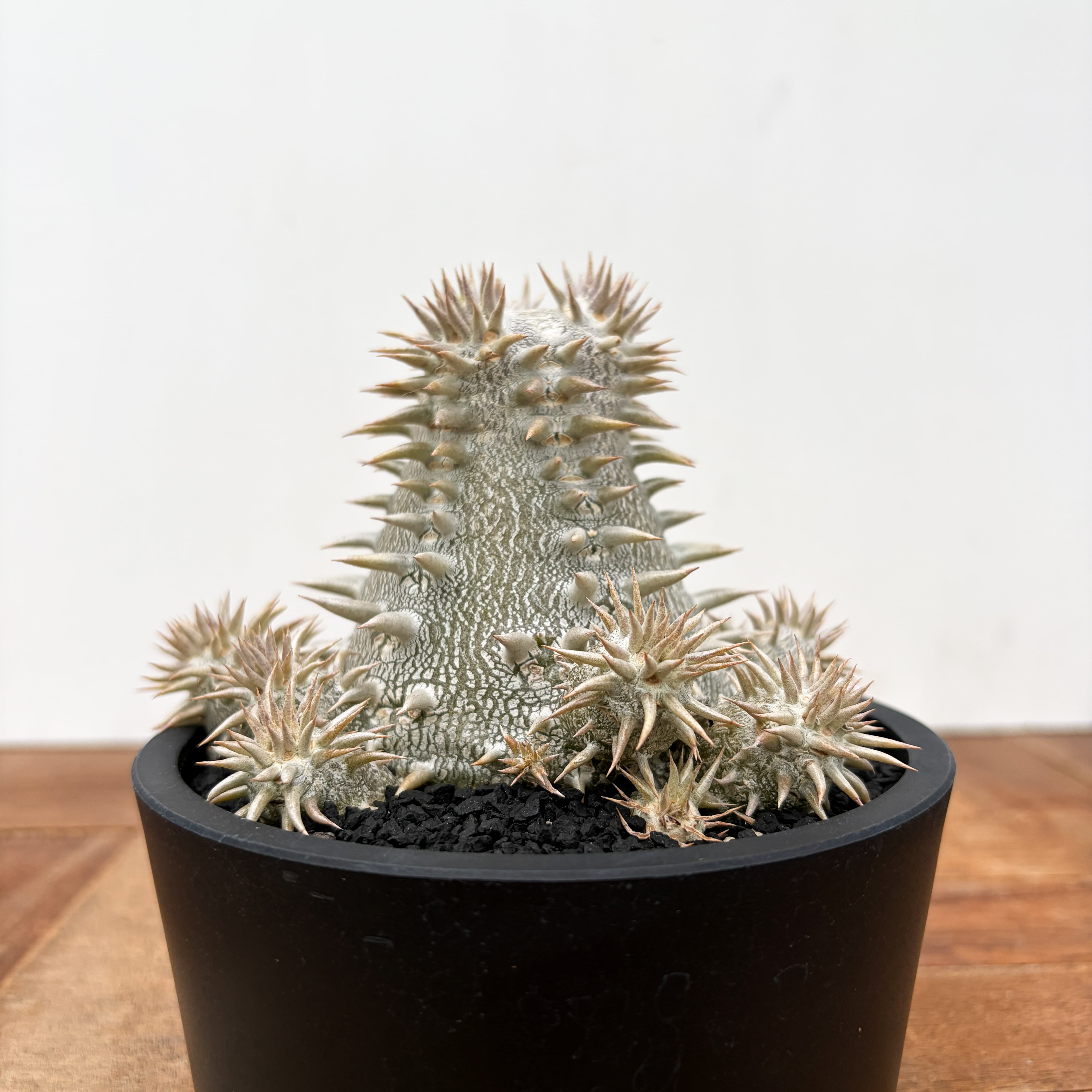 Pachypodium Densicaule【パキポディウム・恵比寿大黒・実生