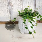 フィカス プミラミニマ　観葉植物