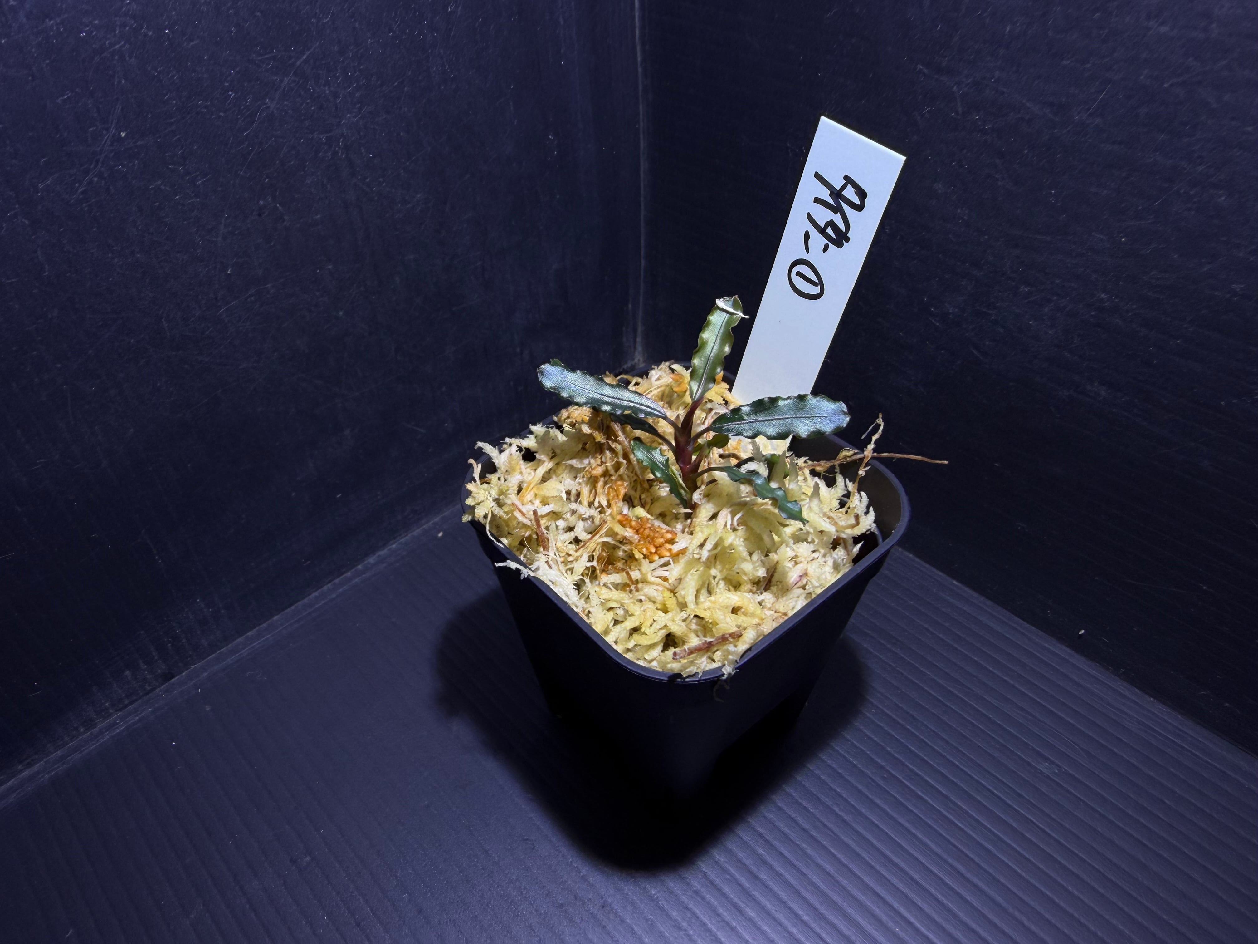 ブセファランドラ | AquaFocus