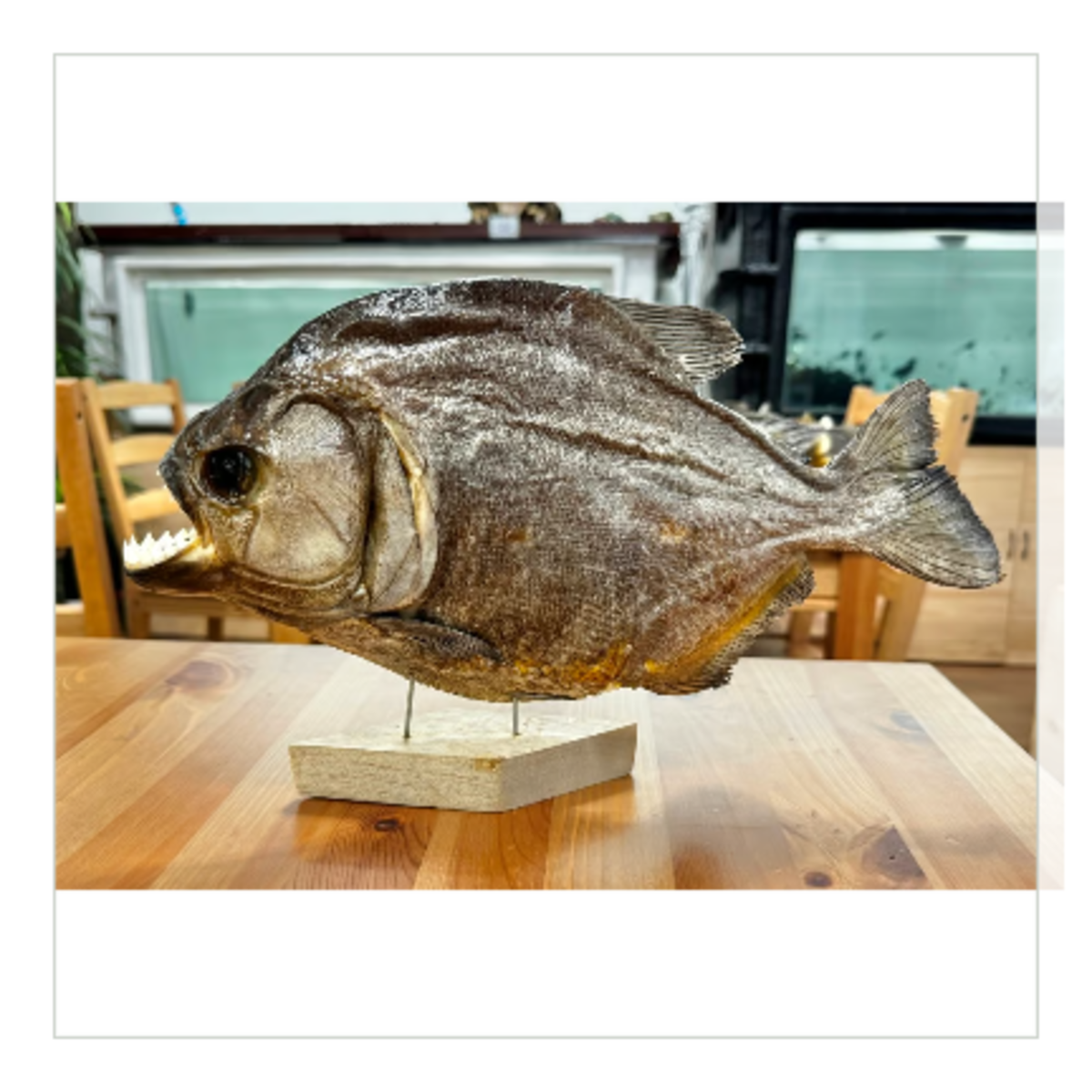 ブラックピラニアの剥製 | 深谷爬虫類館オンラインショップ