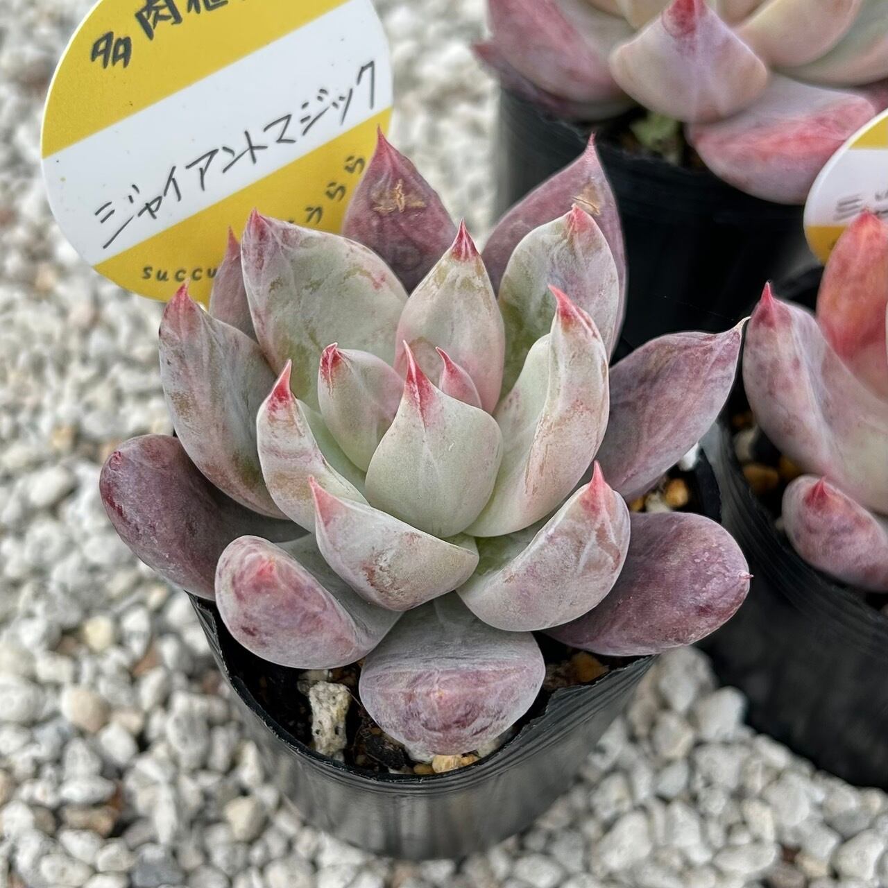 ジャイアントマジック 2寸苗 多肉植物 | Succulent 花うらら