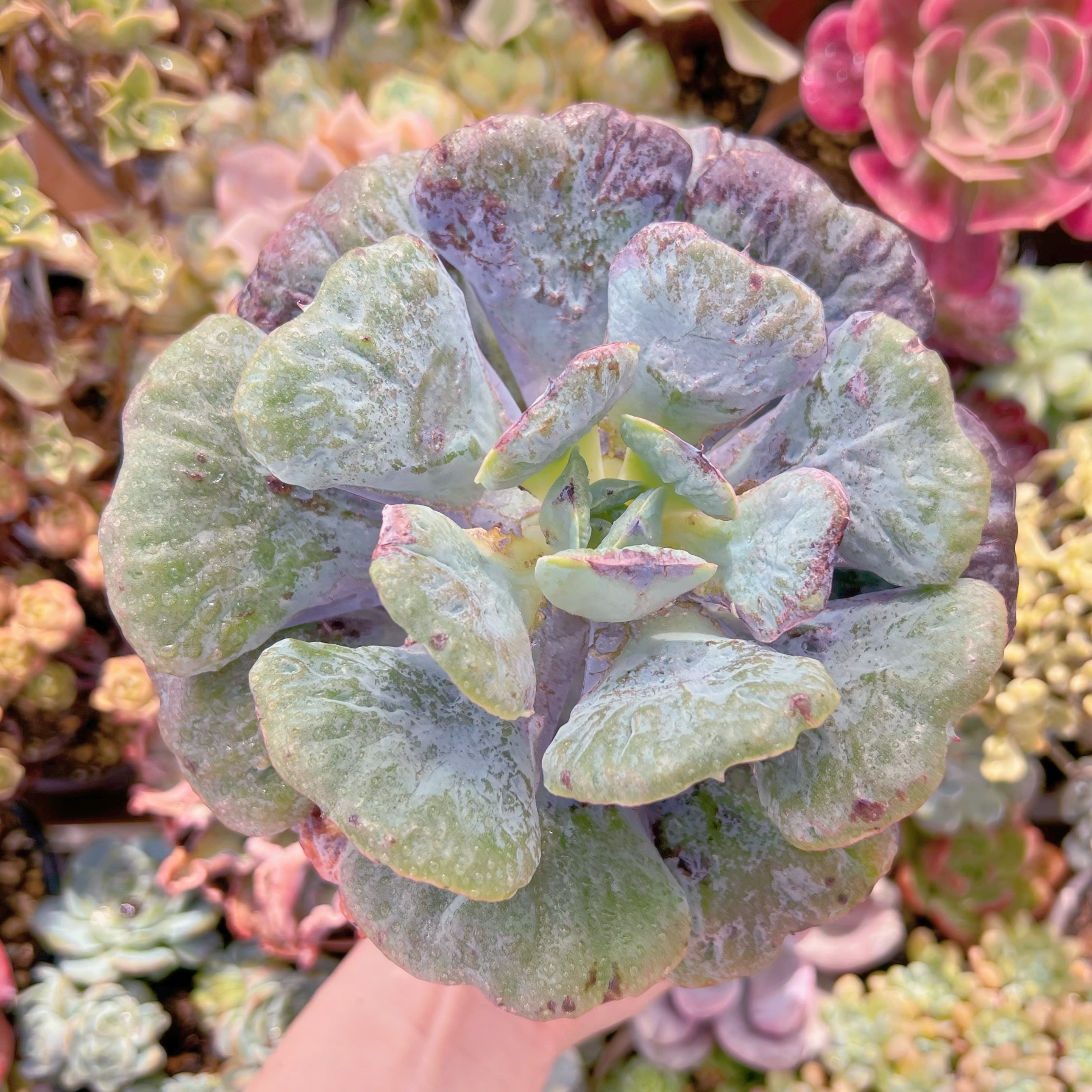 現品　ハートディライト#681　大苗　るる農園