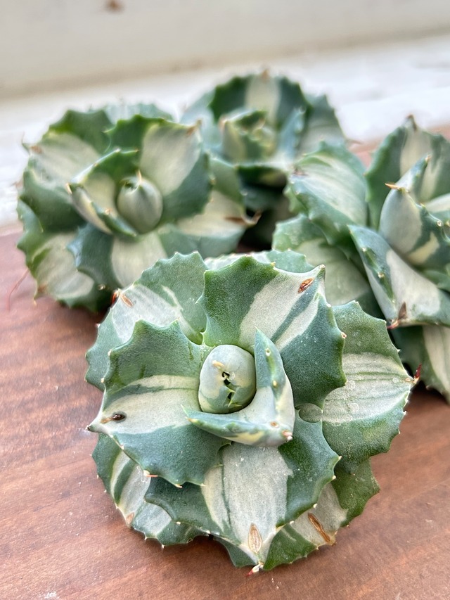 輸入苗　☆ムーンフェアリー錦No.3