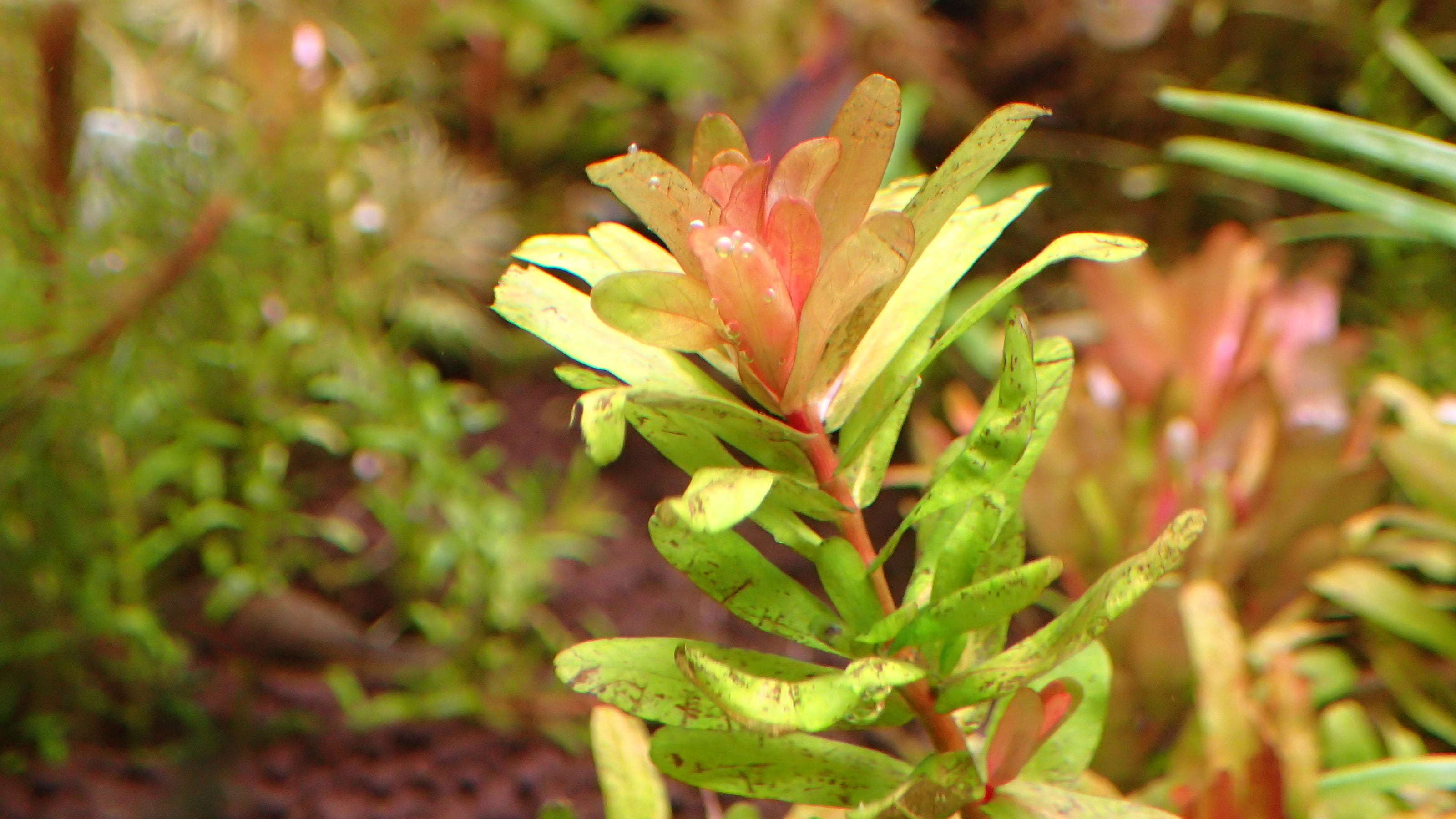 Bucephalandra sp Nanga Taman 1株 | 熱帯植物 水草