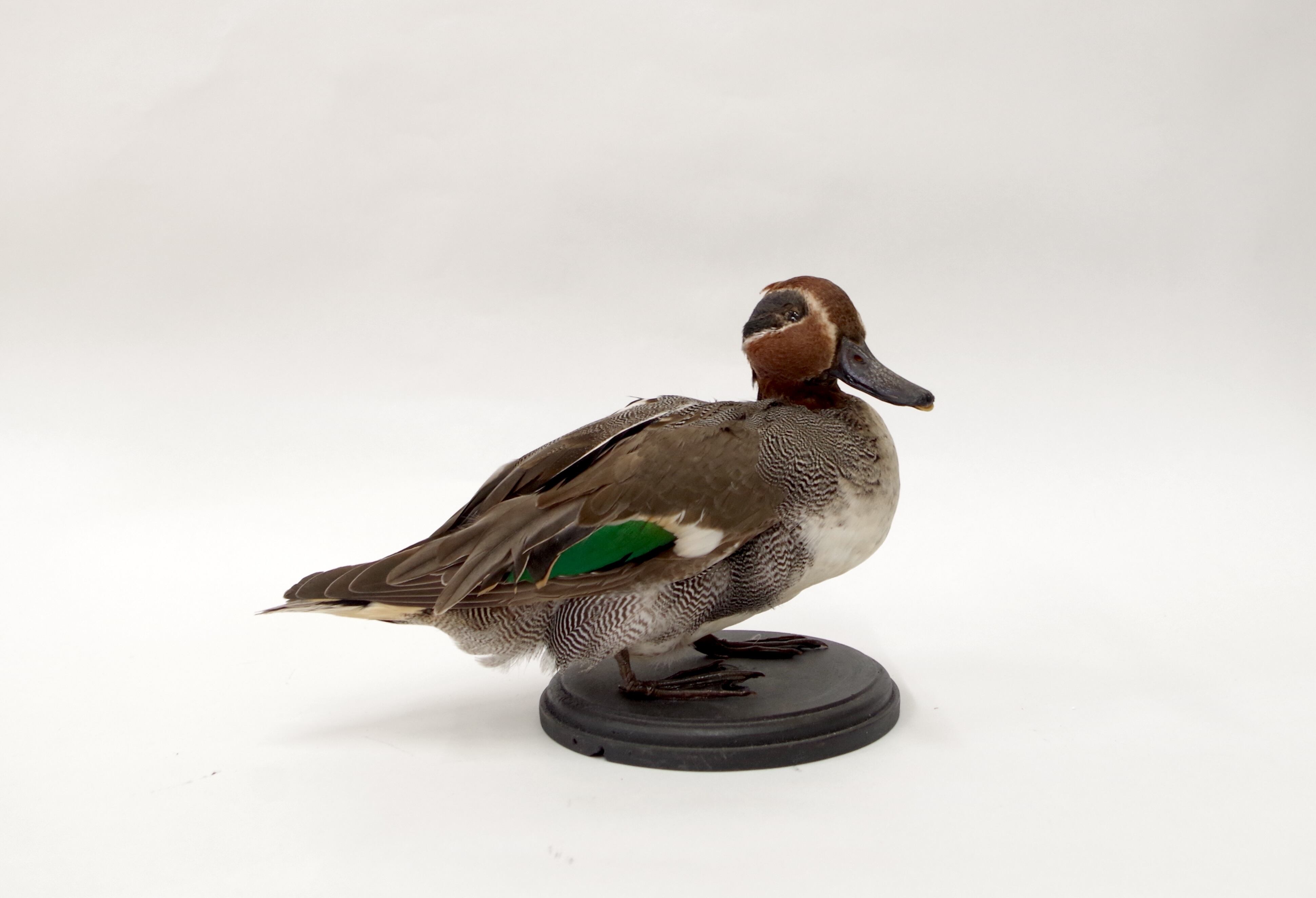 コガモ♂ 剥製 | アトリエ杉本