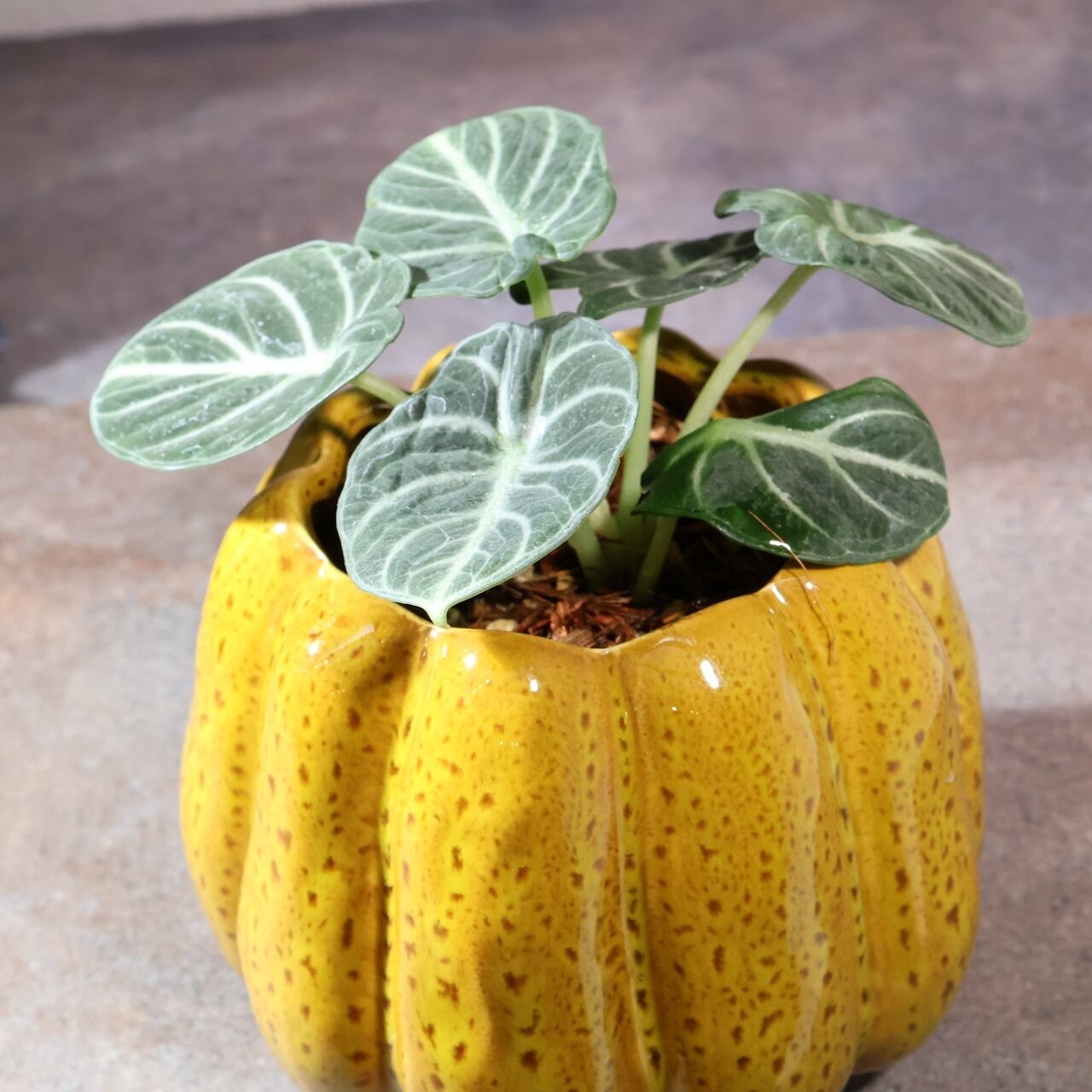 fe08843be1f14ec771f8296d5cce5b