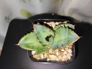 【 47 】oteroi seedling ②