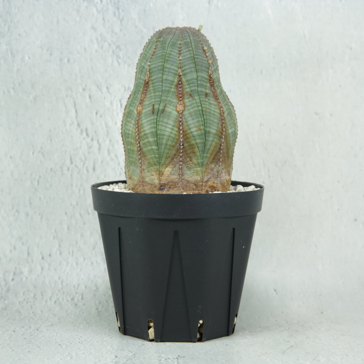 オス株 木質化 マウンテン オベサ / ユーフォルビア | LIGHTHOUSE