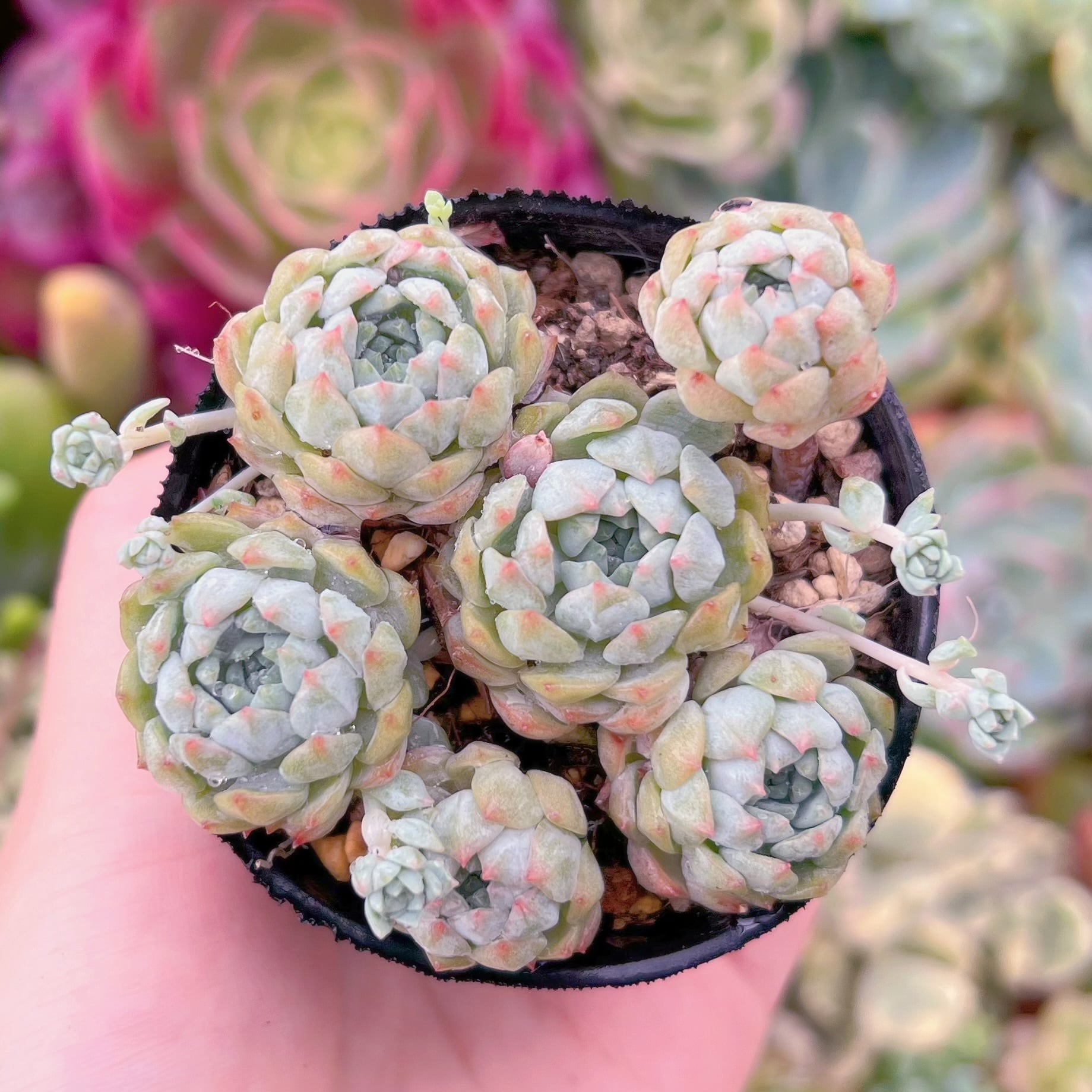 現品　グロブローサxブルーミニマ#903　るる農園