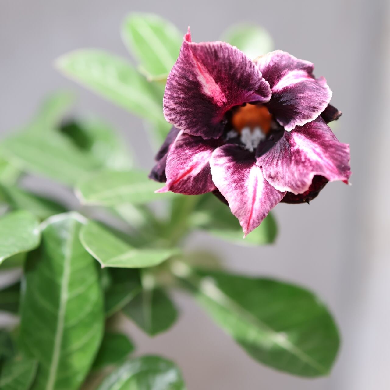 318 その花に目を奪われる『アデニウム KN185』観葉植物 【送料無料