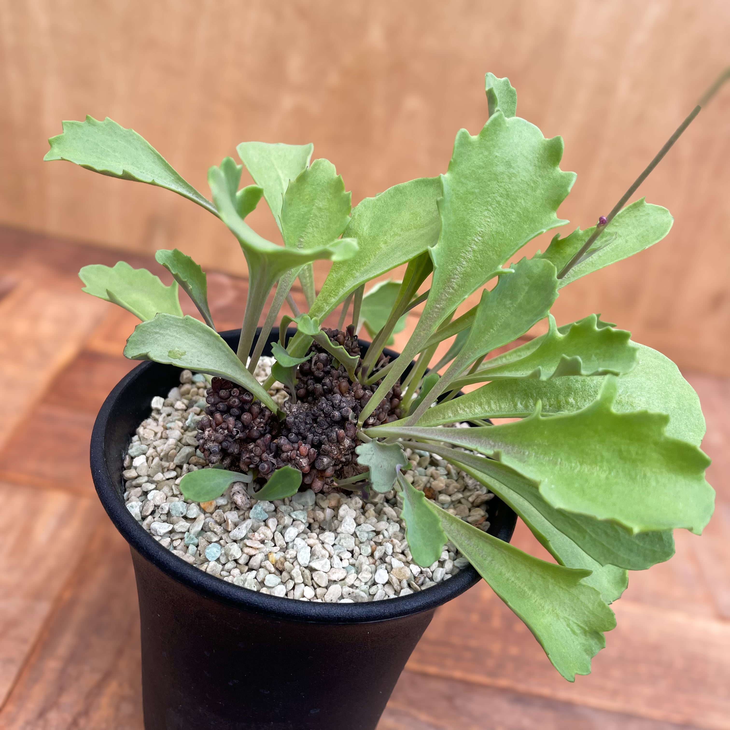 Othonna armiana【オトンナ・アルミアナ】 | RIMO'S GREEN 【Saboten