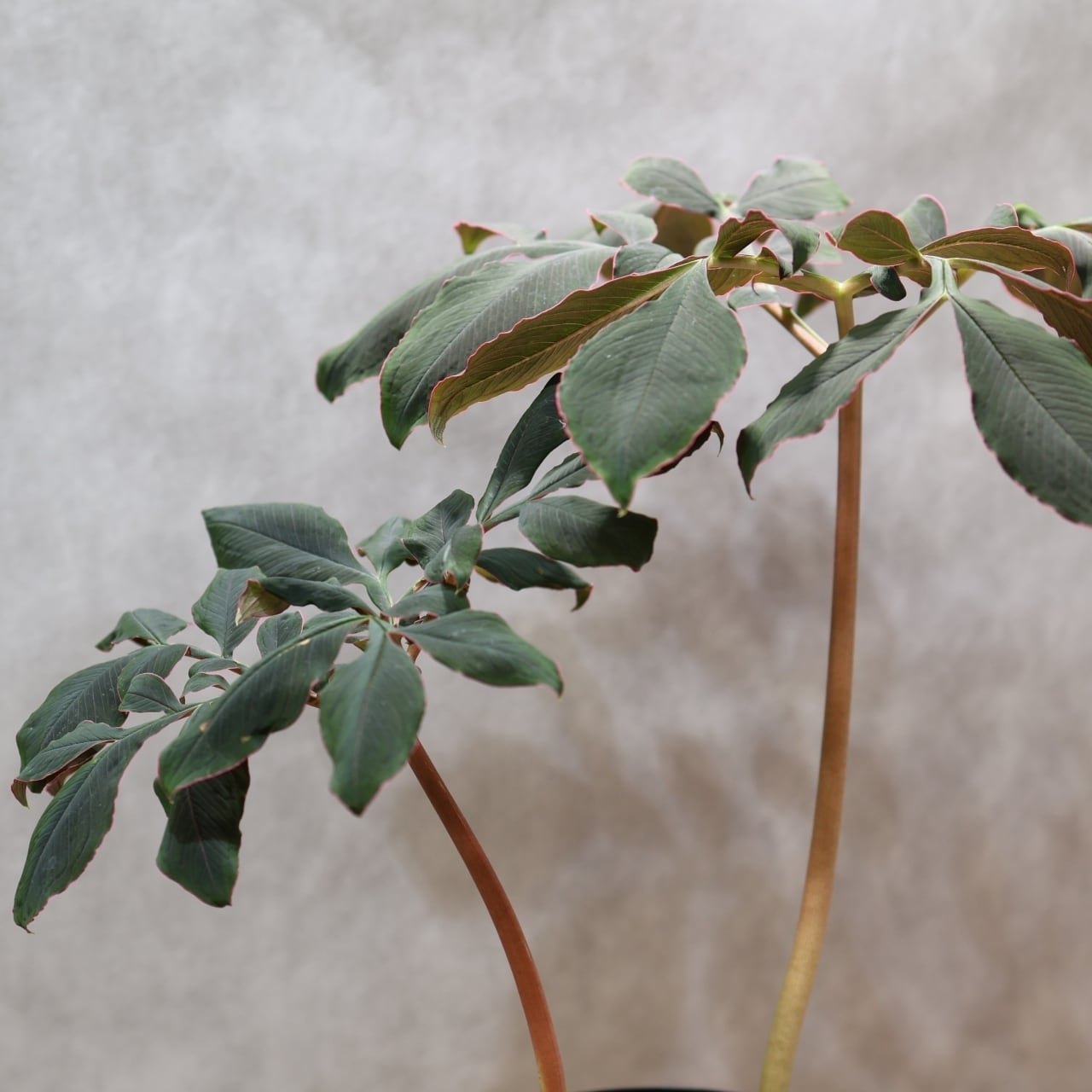 333 怪植物の美『アモルフォファルス・アトロビリディス』観葉植物