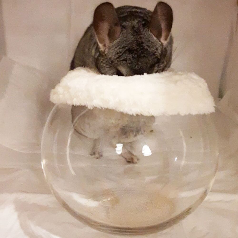 チンチラ　デグー　小動物　砂浴び容器　Lサイズ　レッド　飛び散り対策 Lサイズ】オレンジ チンチラ デグー 砂浴び容器 飛び散り防止