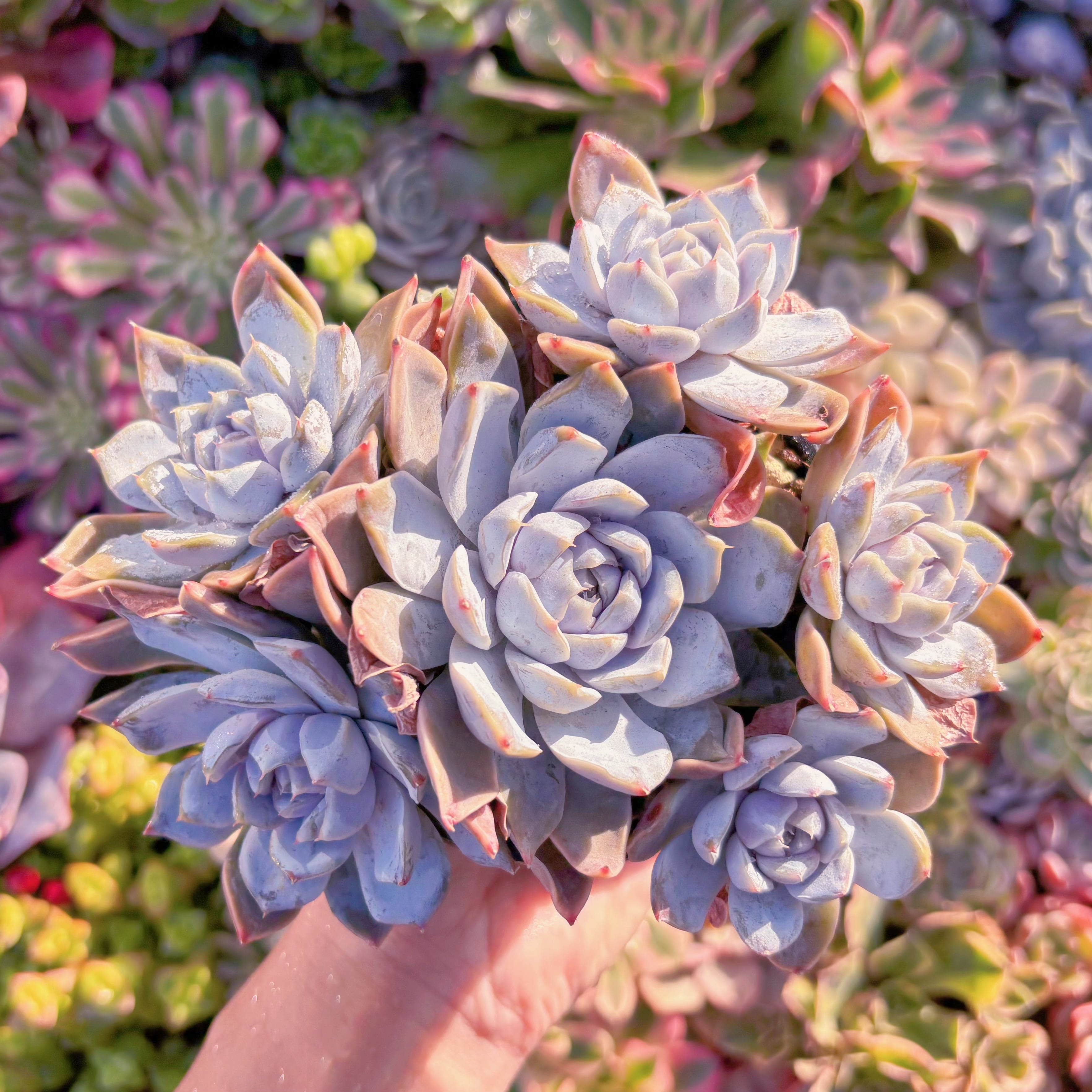 現品　雪兎#K018　大群生　新入荷　るる農園