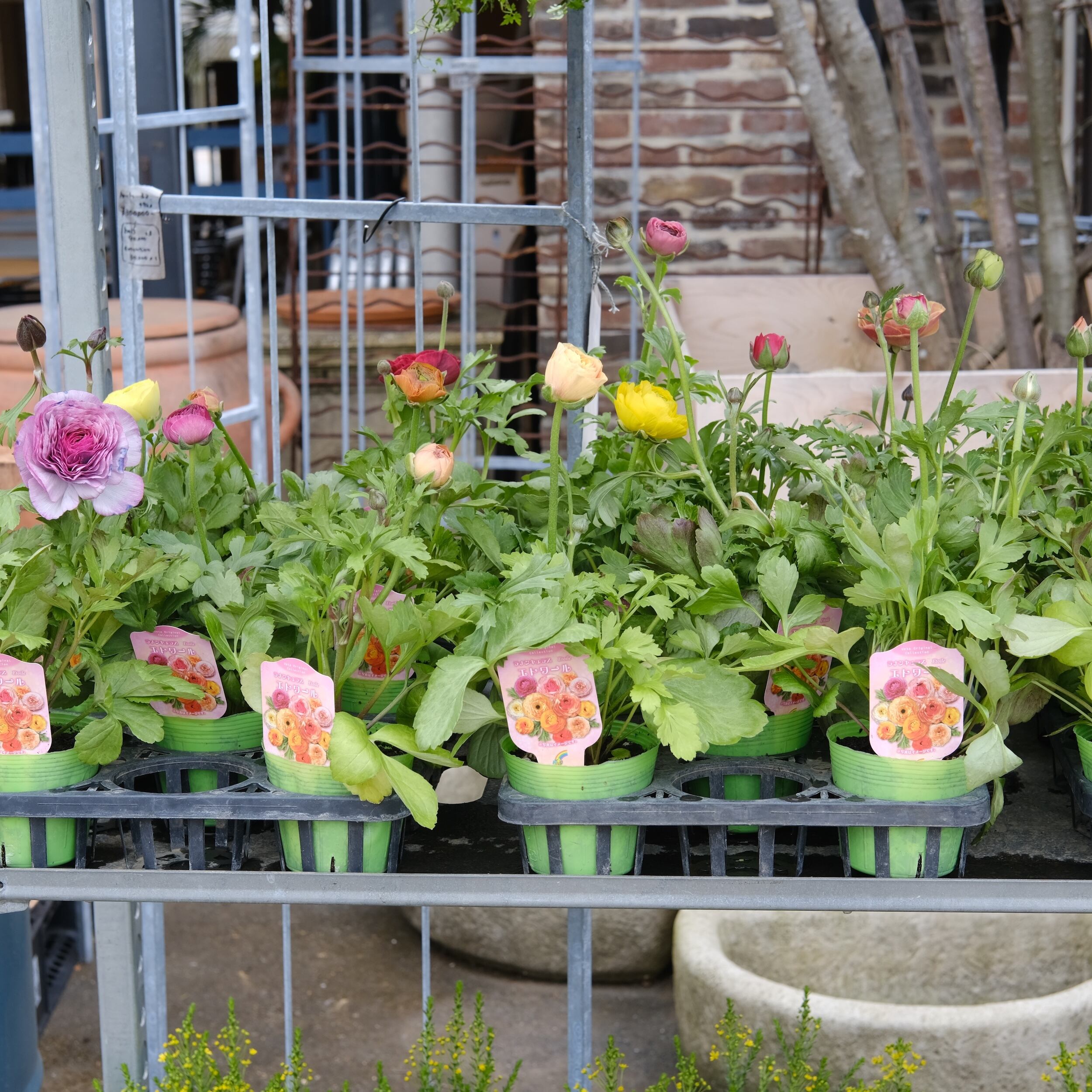 希少！ラナンキュラス エトワール《 見計らい 3苗セット 》3.0号