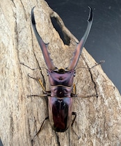 《メタリフェルホソアカ亜種finae 76mm ペア》