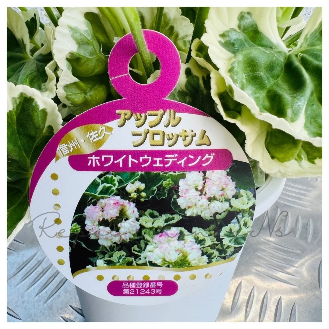 ゼラニウム ：アップルブロッサムホワイトウエディング・ホワイト